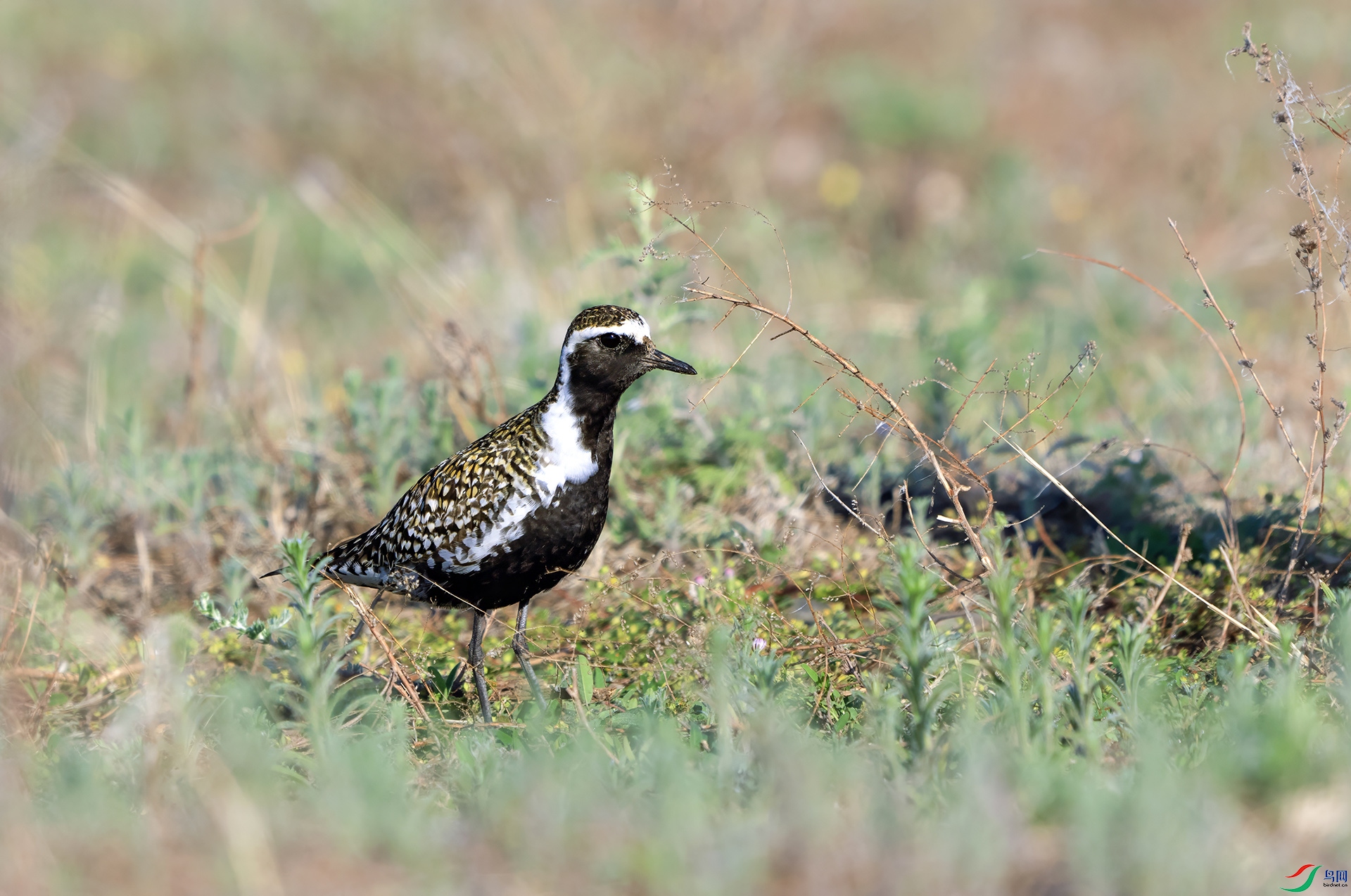 DSC02252 ����.jpg