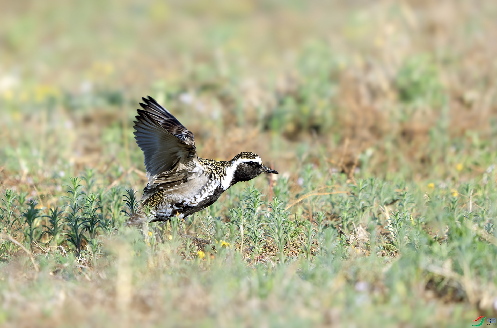 DSC02265 ����.jpg