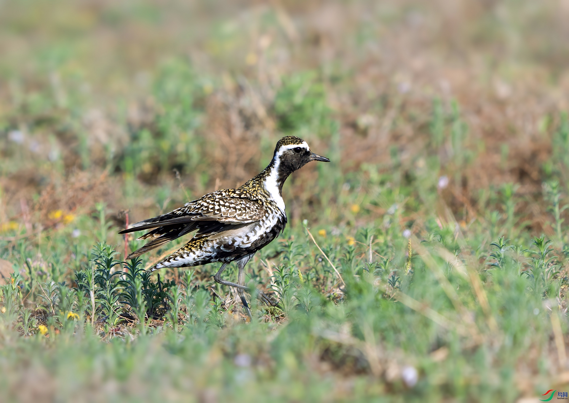 DSC02271 ����.jpg