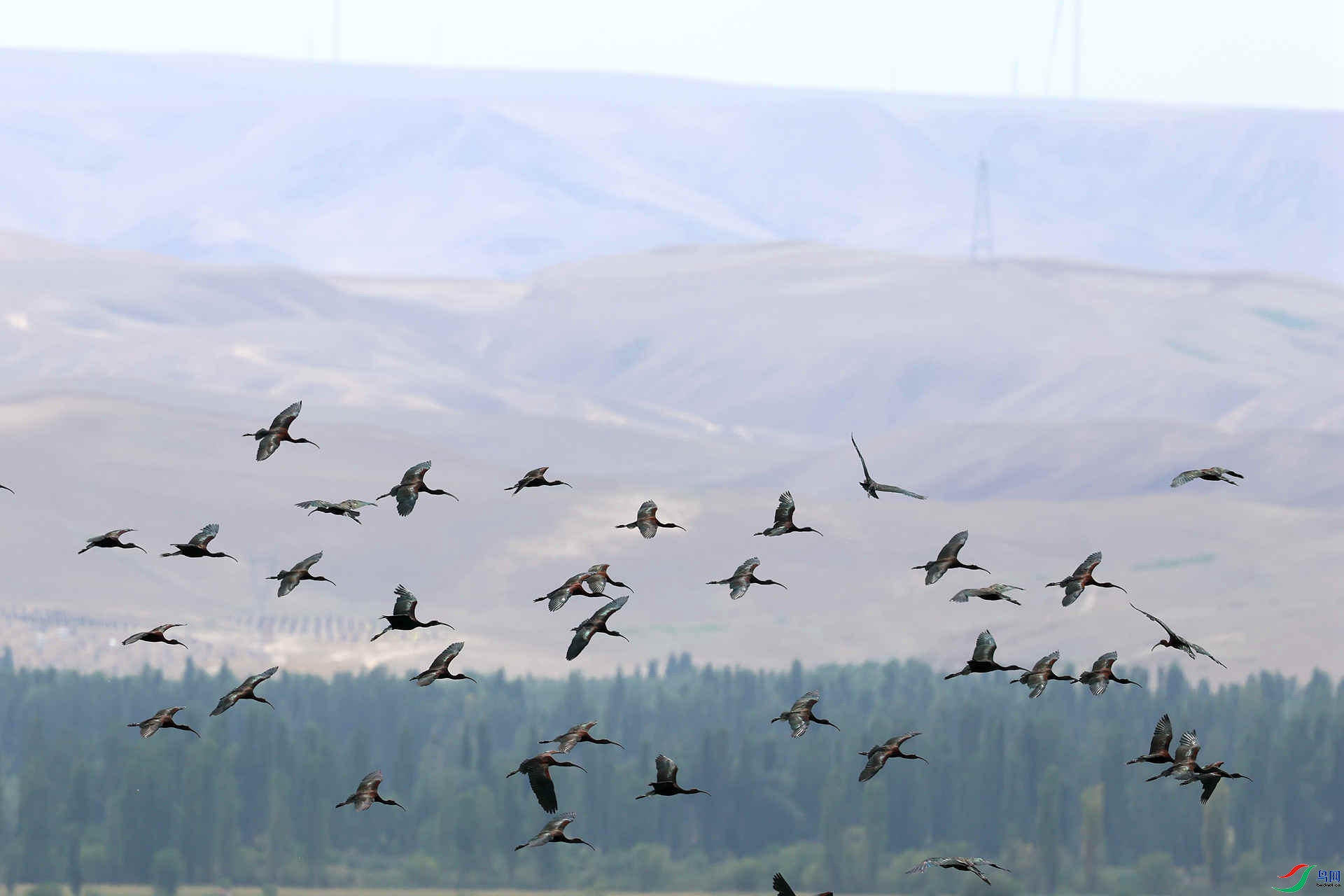 8.31��������ʦ��Ʒ   ���q���� ��ף���ٻ��Ա������.jpg