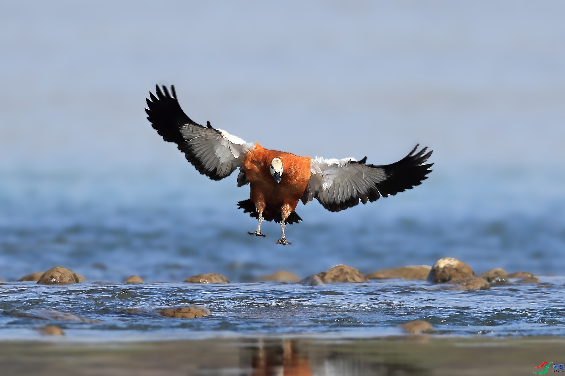 8.31��ϵ5D3��ʦ��Ʒ   ���� ��ף���ٻ���Ӱʦ������.jpg