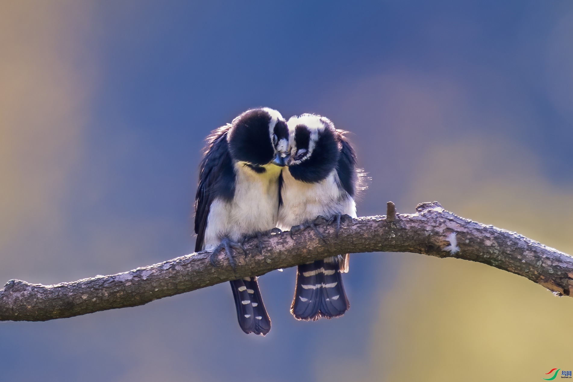 8.31��֦ͷ��ʦ��Ʒ   ������ ��ף���ٻ��Ա������.jpg