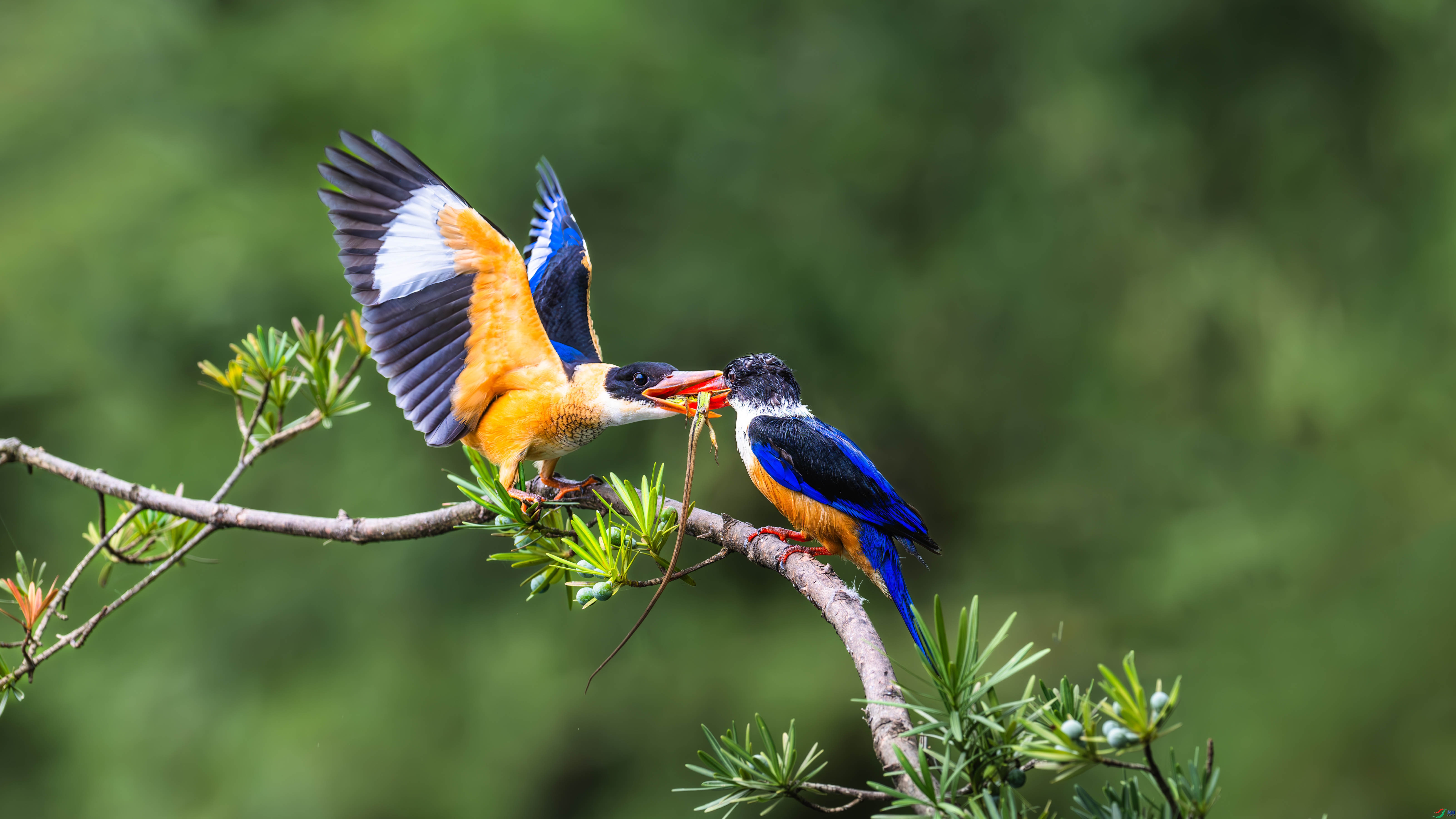 9.3С������ʦ��Ʒ   �����Ľ��� ��ף���ٻ�ÿ�ռ�����.jpg