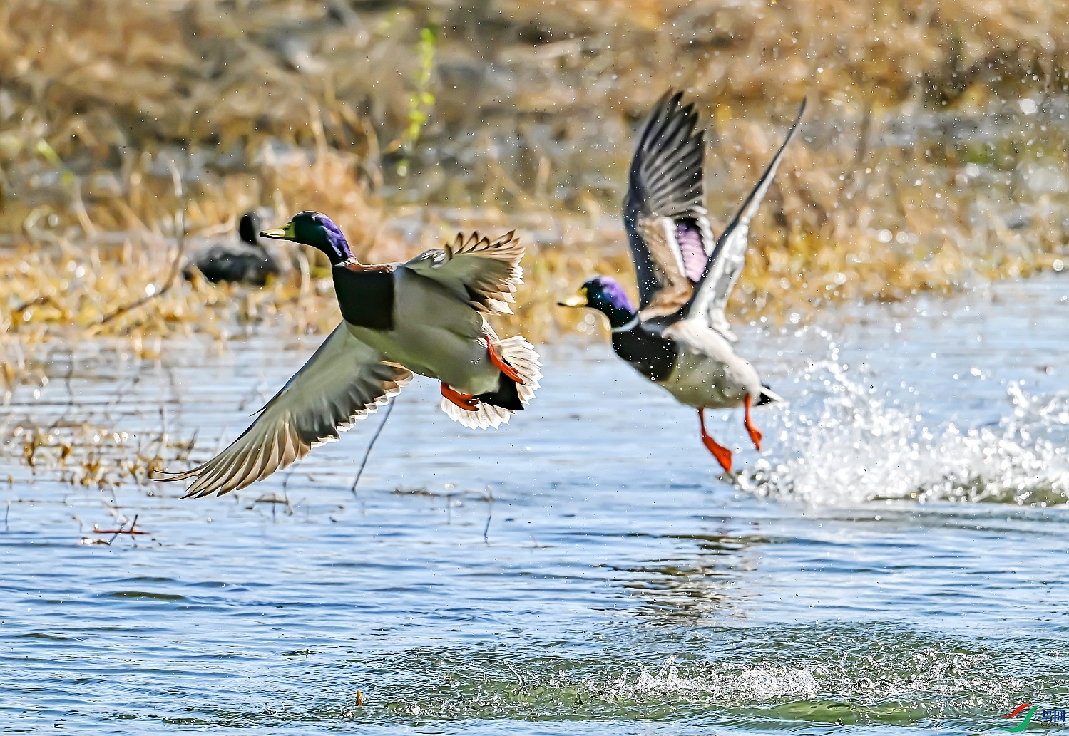 DSC_0776---_conew1.jpg