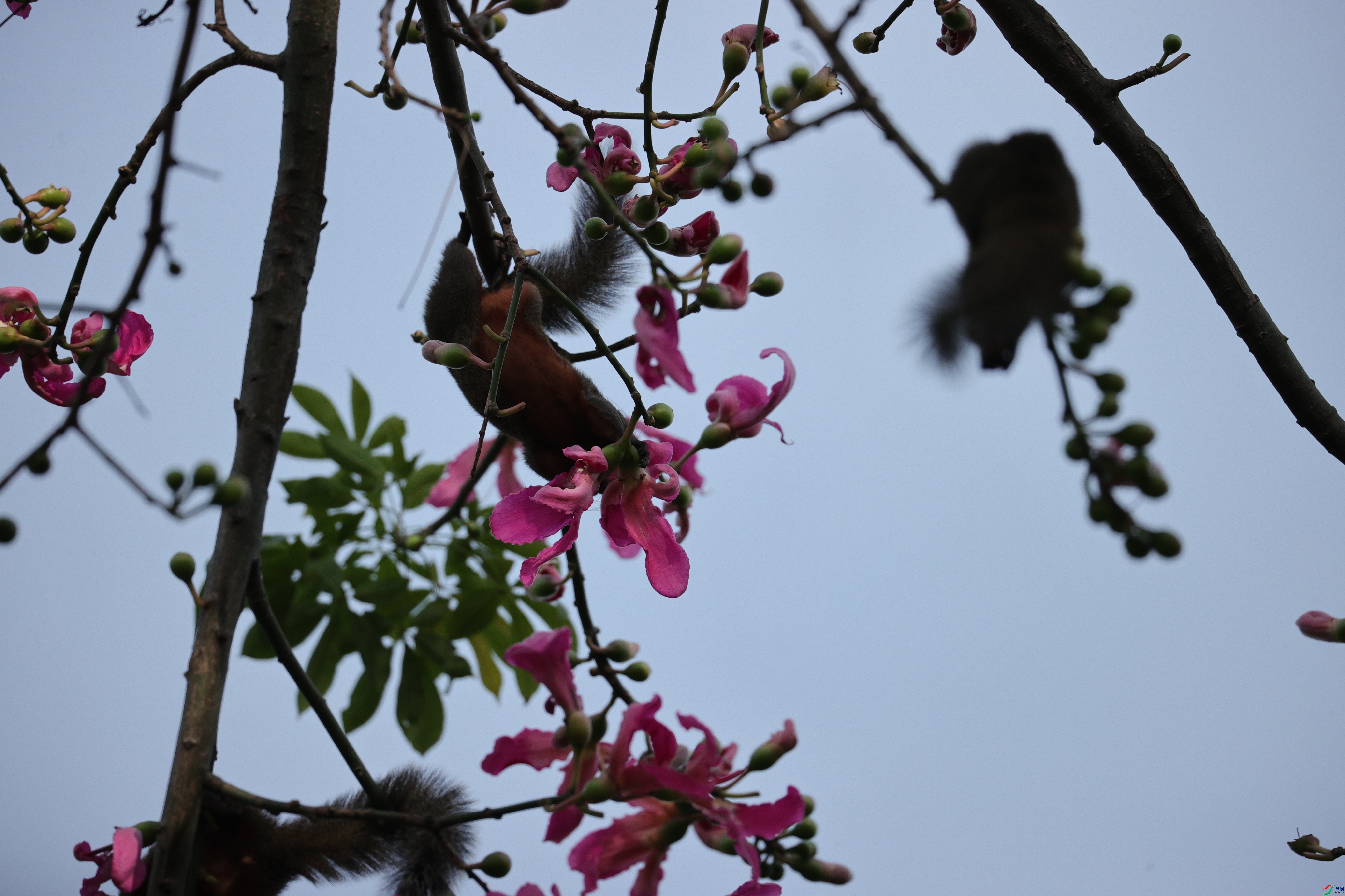 4409��ש����