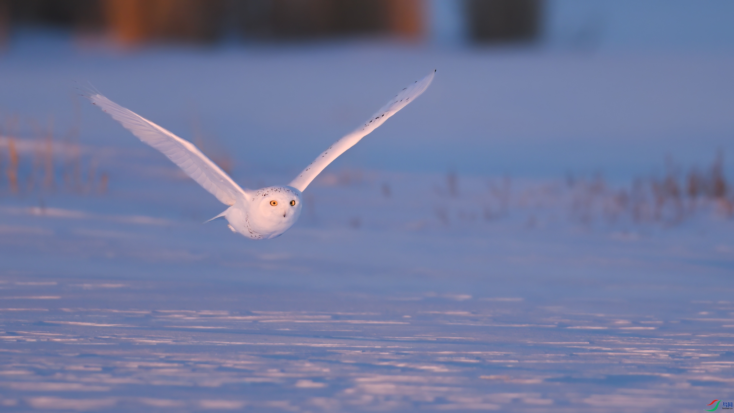 ѩ�^DSC_6561.jpg