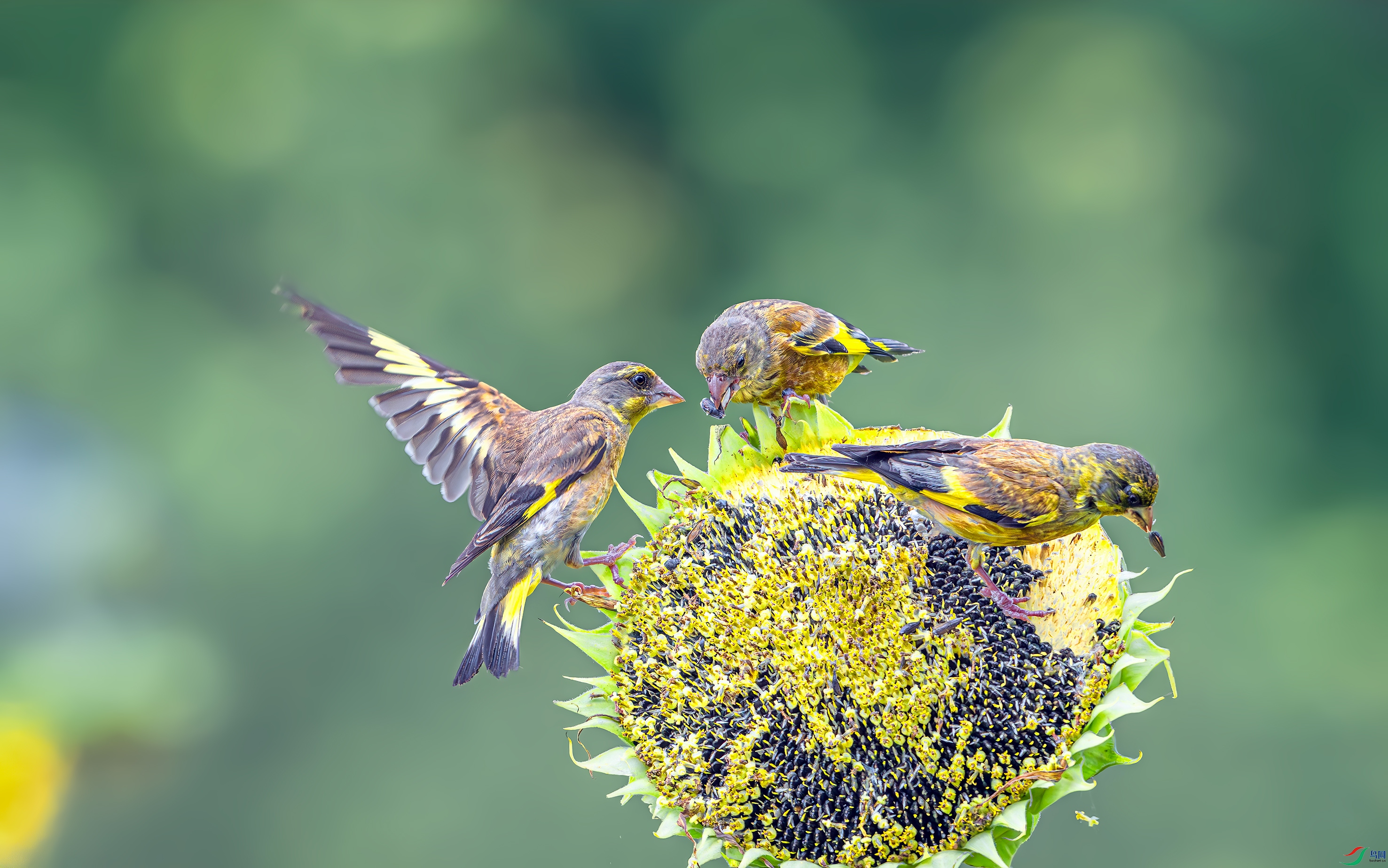 DSC_5365-����ǿ-NR.jpg