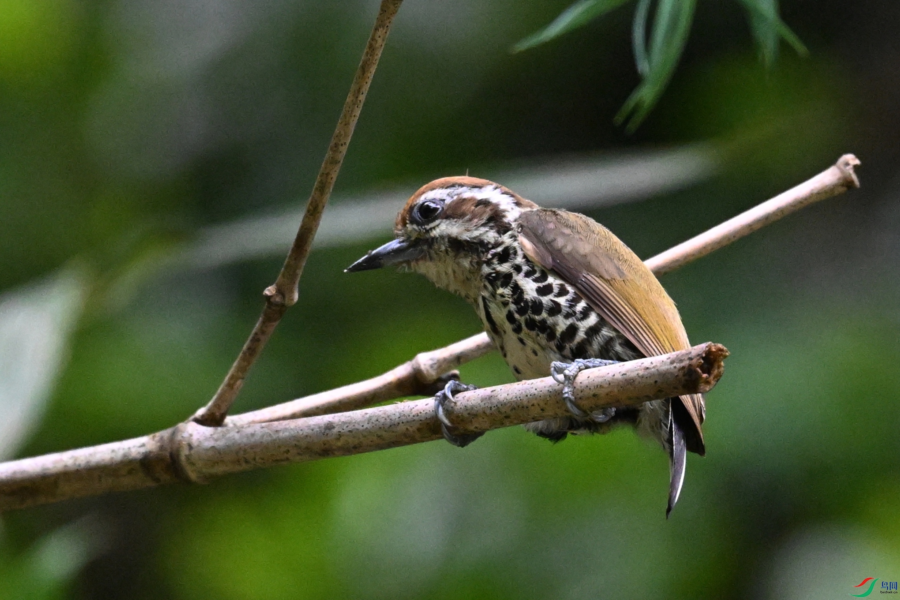 DSC_8653.JPG