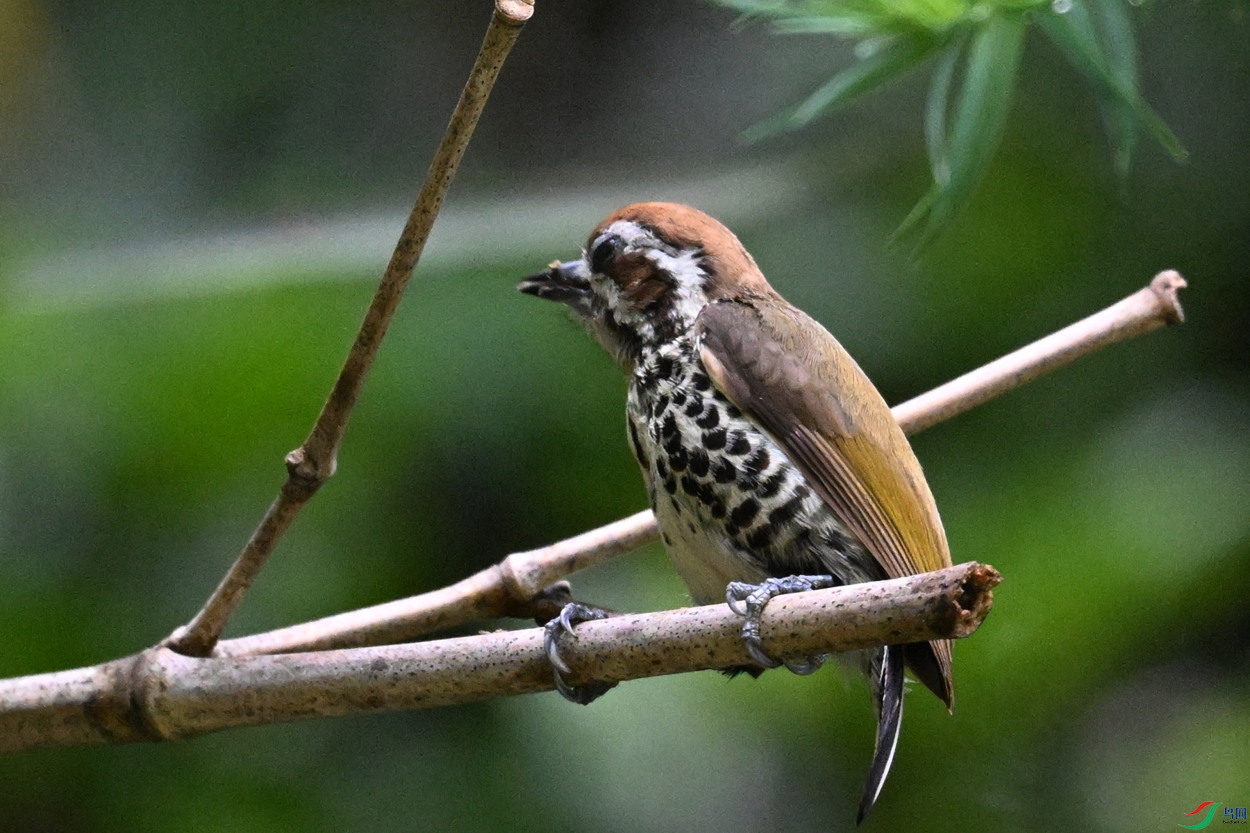 DSC_8661.JPG