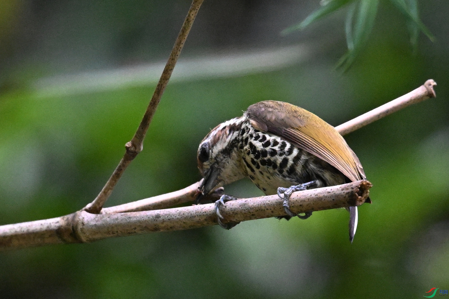 DSC_8657.JPG