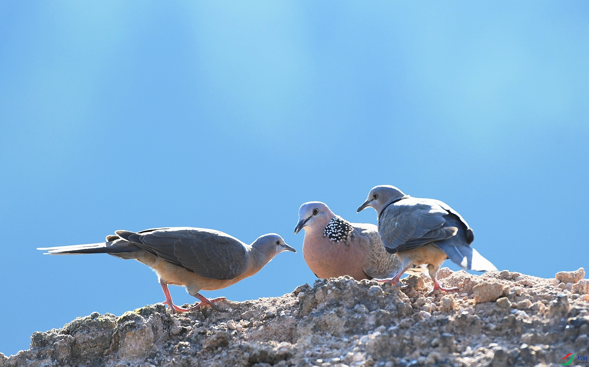 DSC_6091.jpg