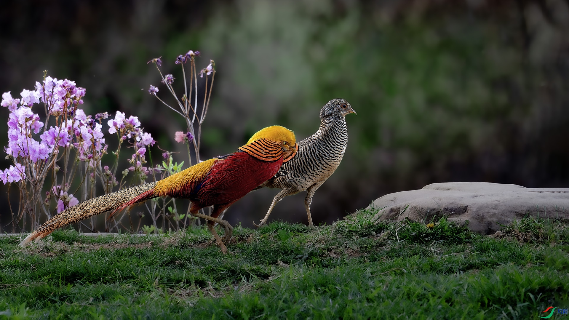 DSC_4199-����ǿ-NR ����.jpg