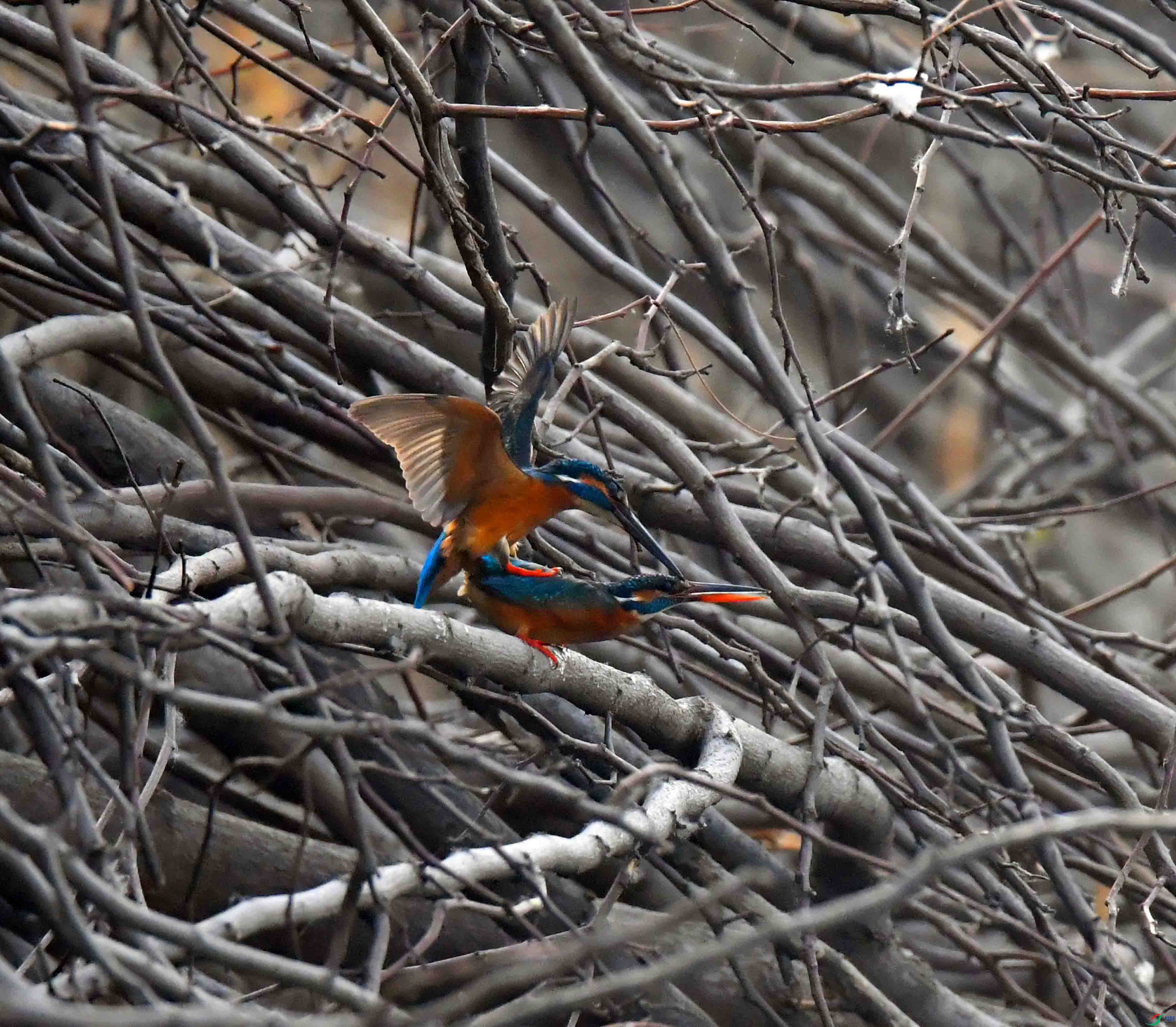 DSC_2174.JPG