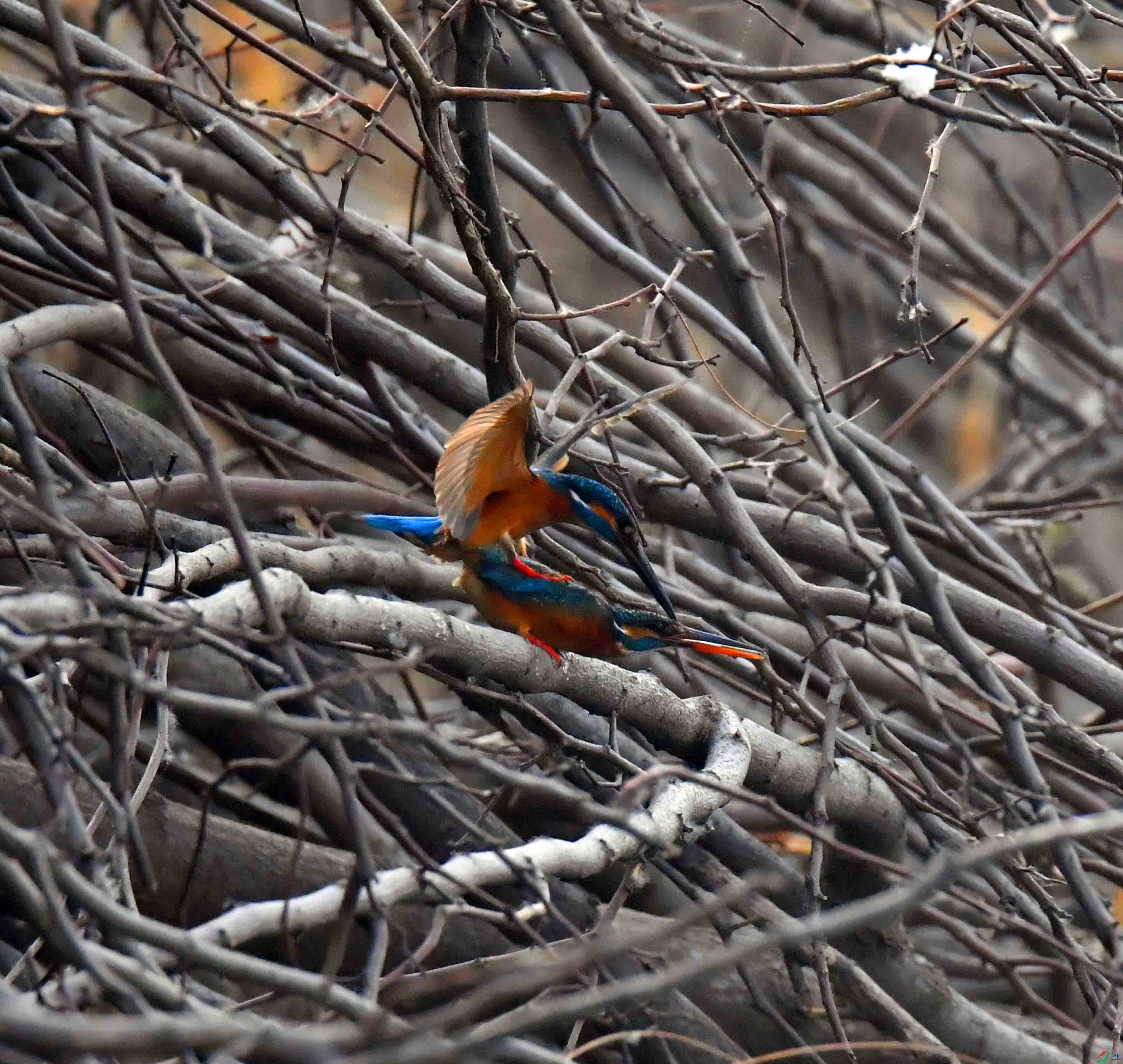 DSC_2173.JPG