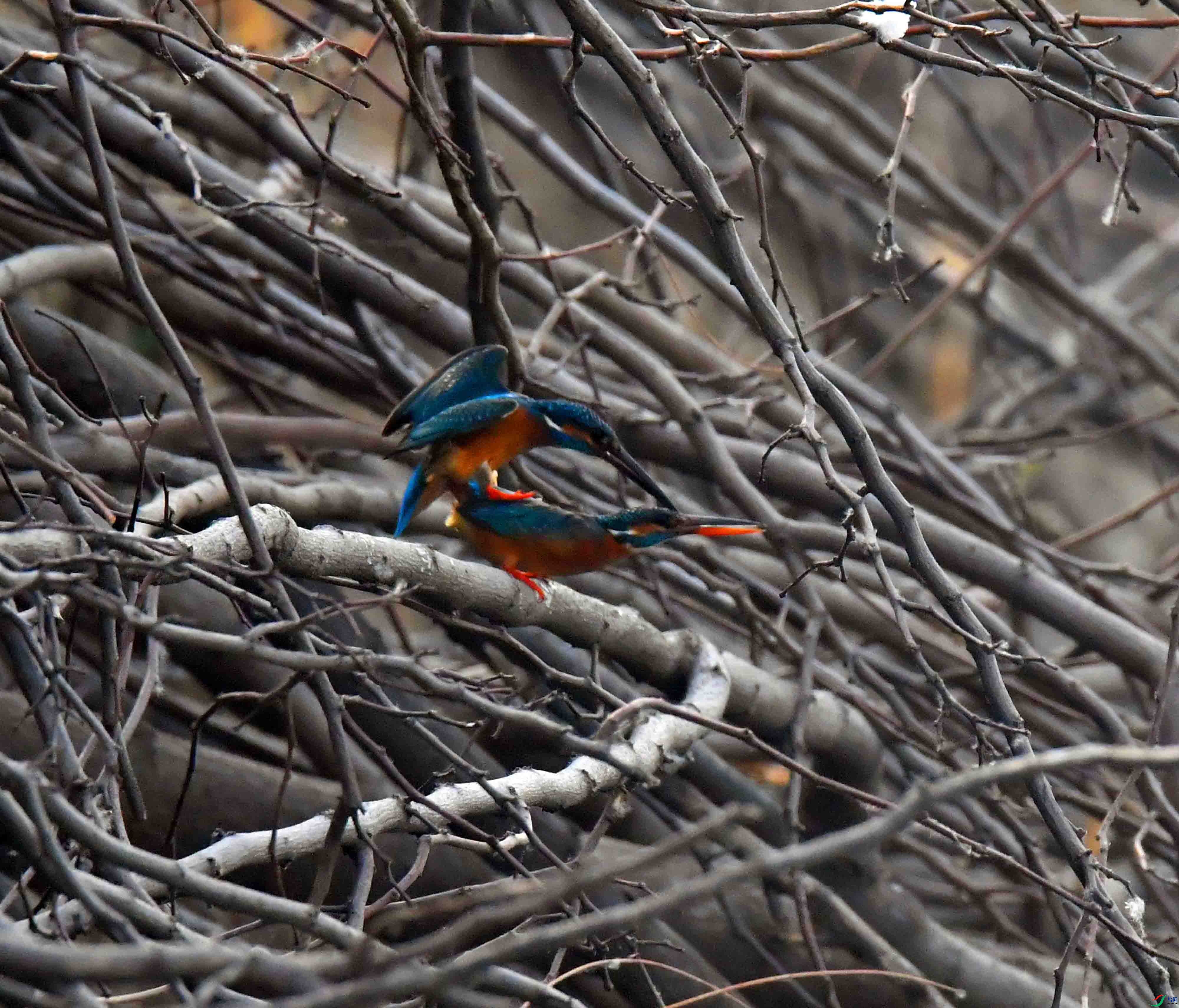 DSC_2176.JPG