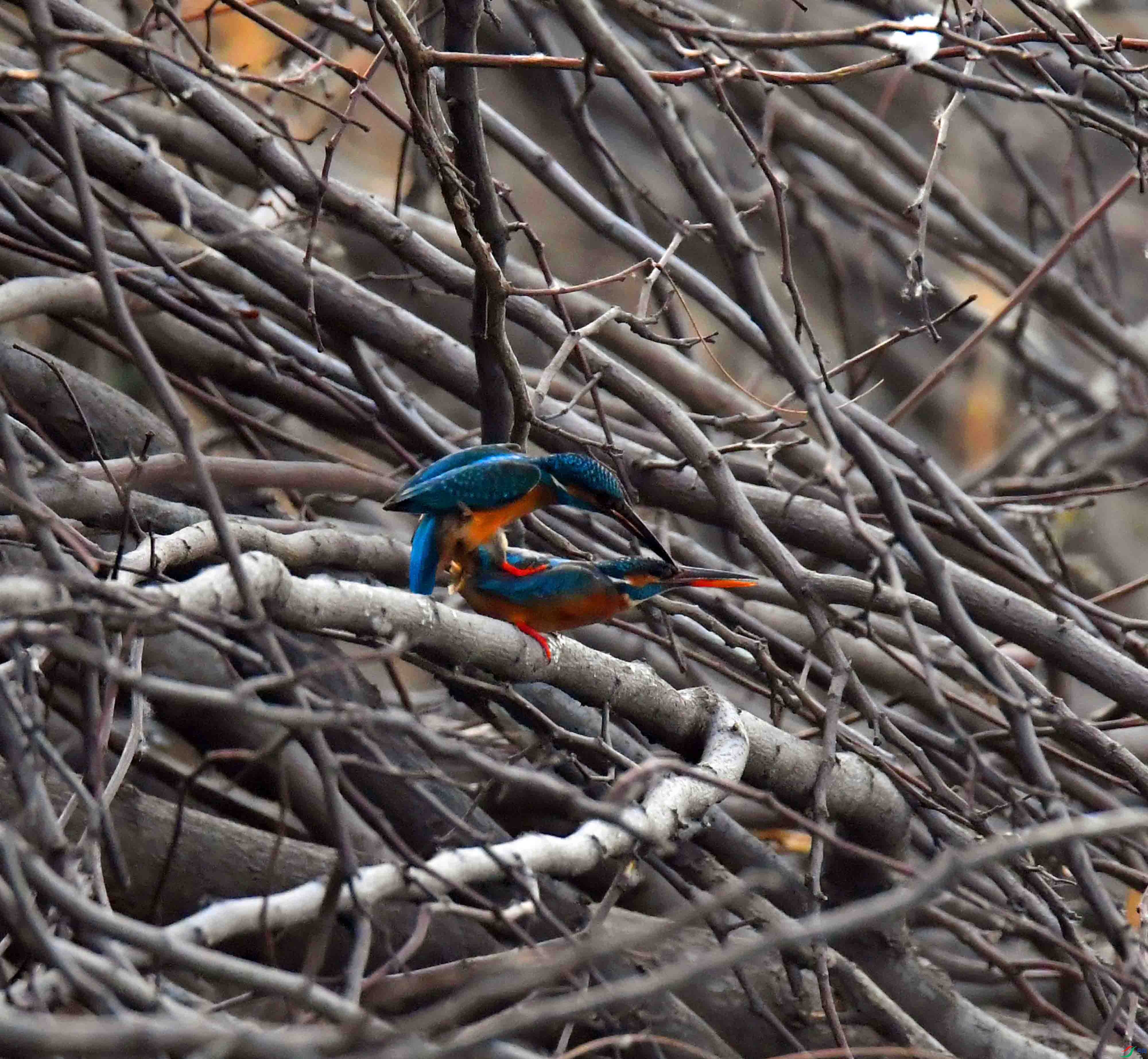 DSC_2181.JPG