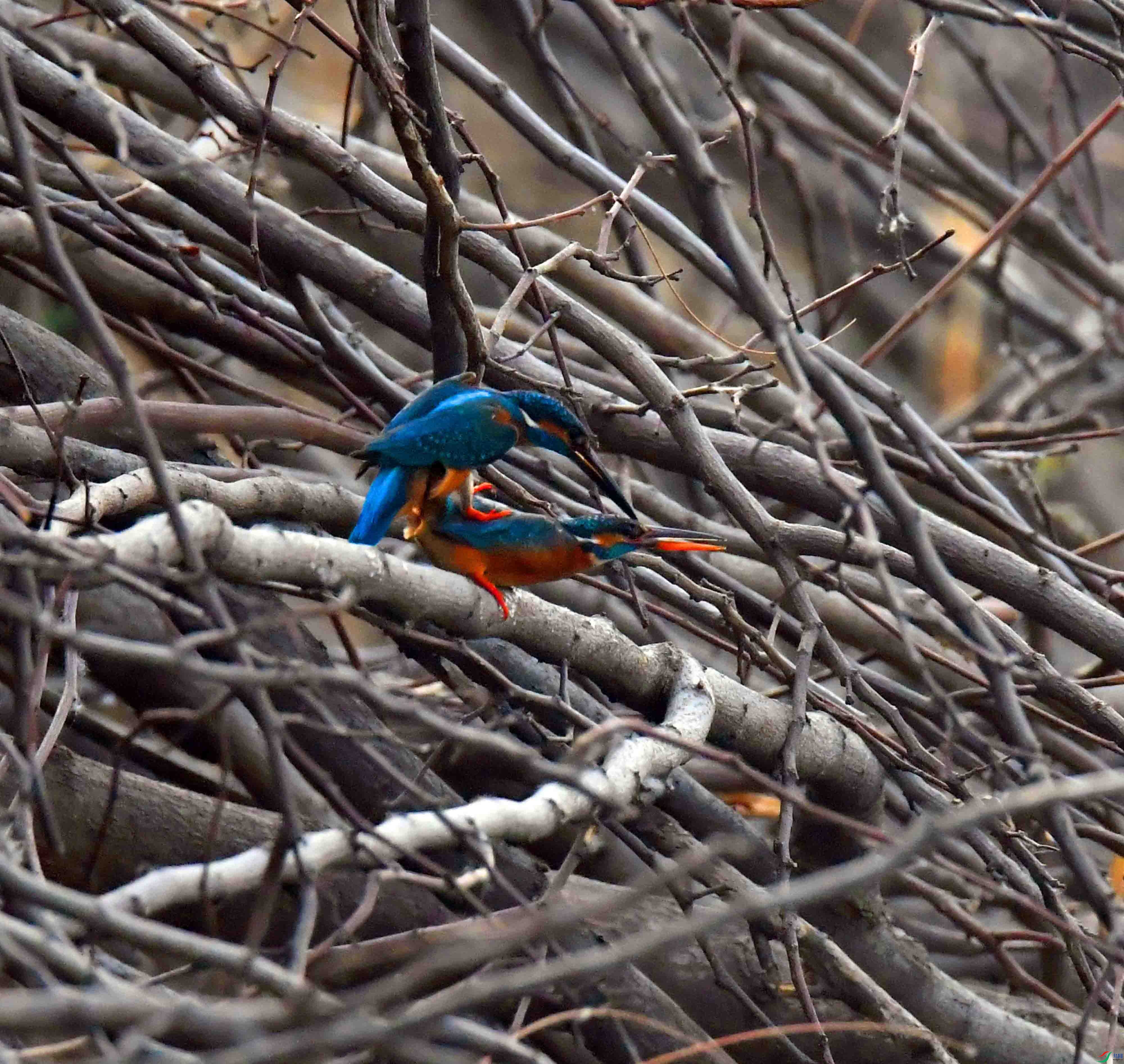DSC_2191.JPG