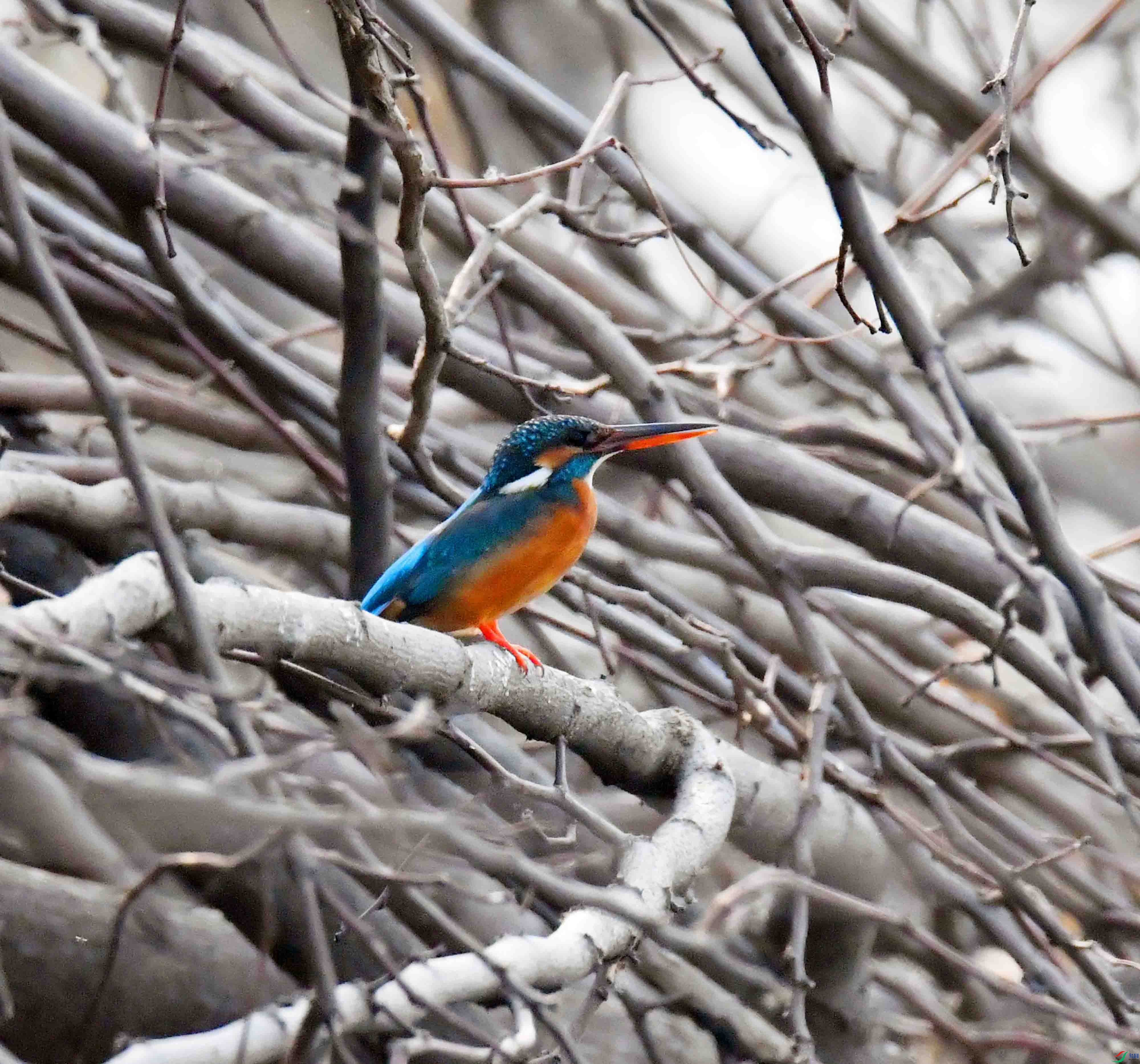 DSC_2208.JPG