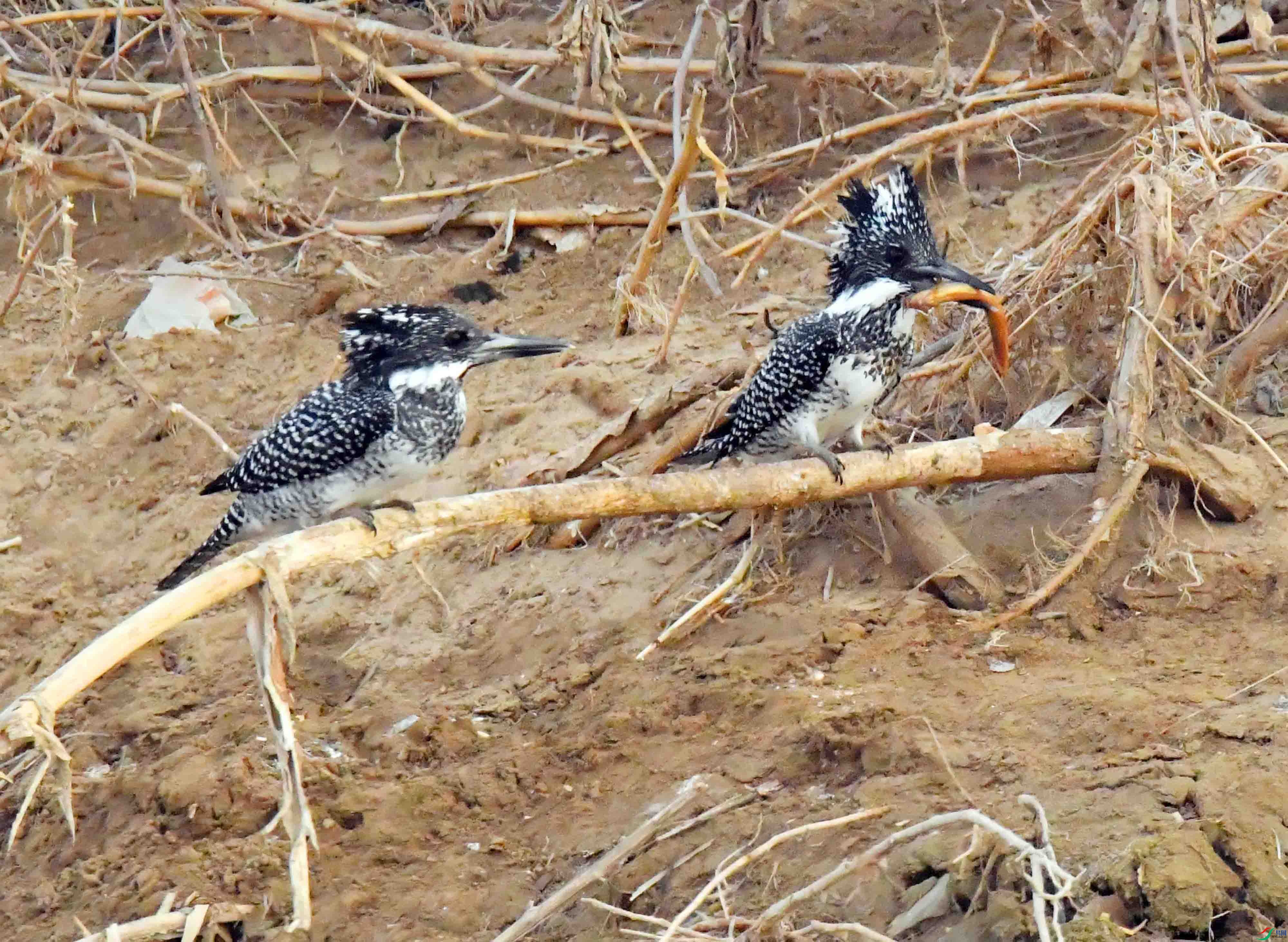 DSC_0775.JPG