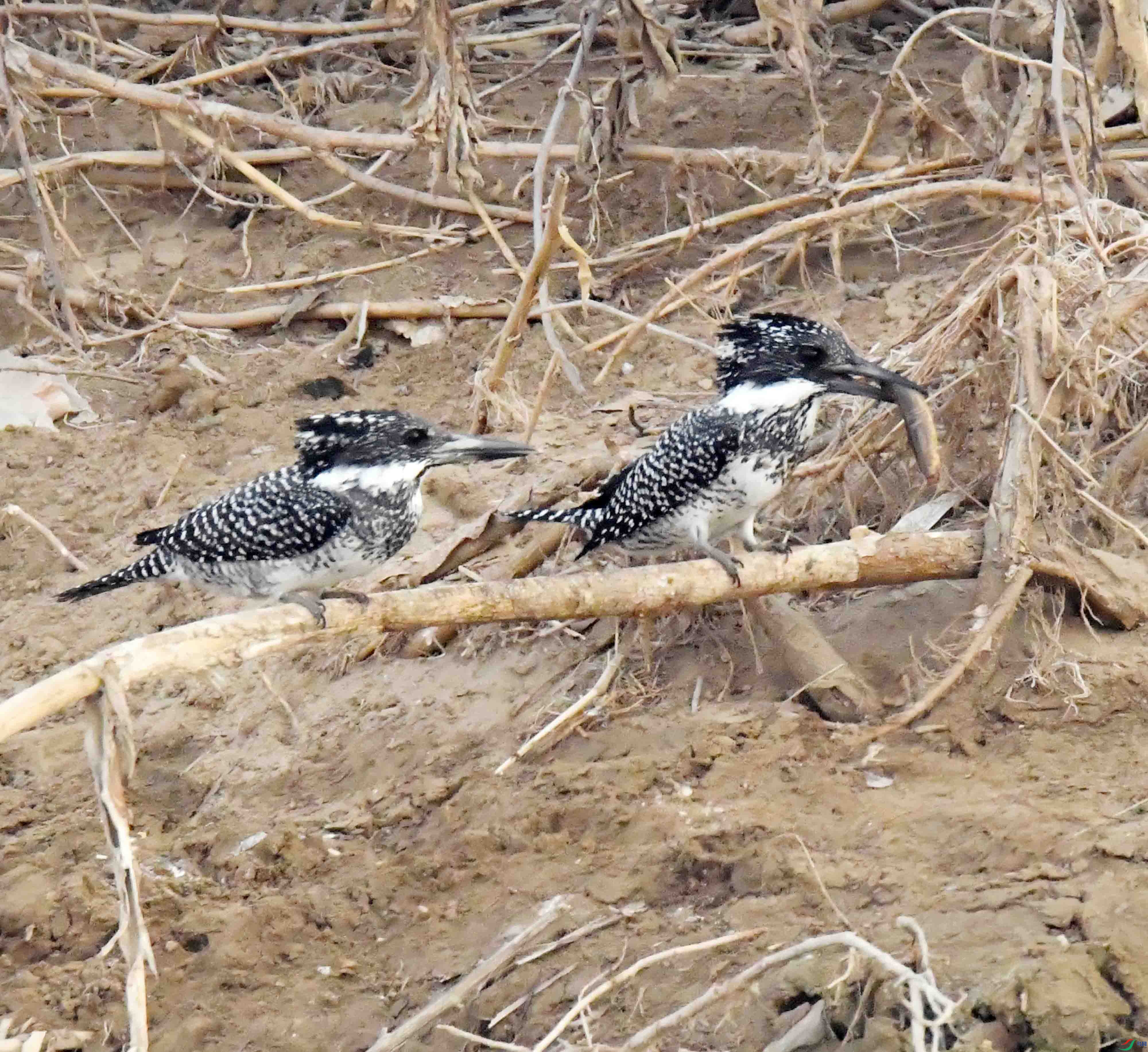 DSC_0791.JPG