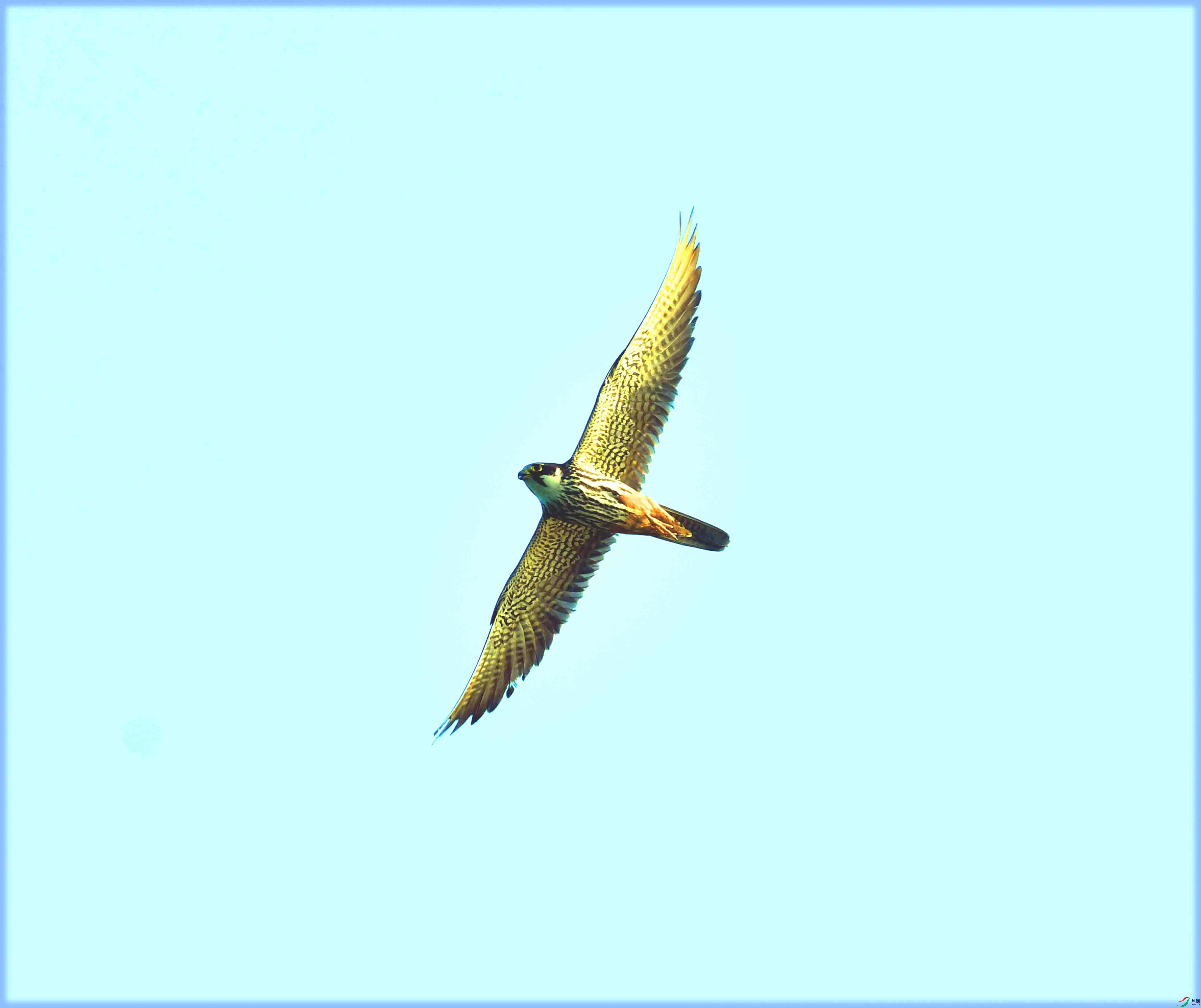 DSC_0204.JPG