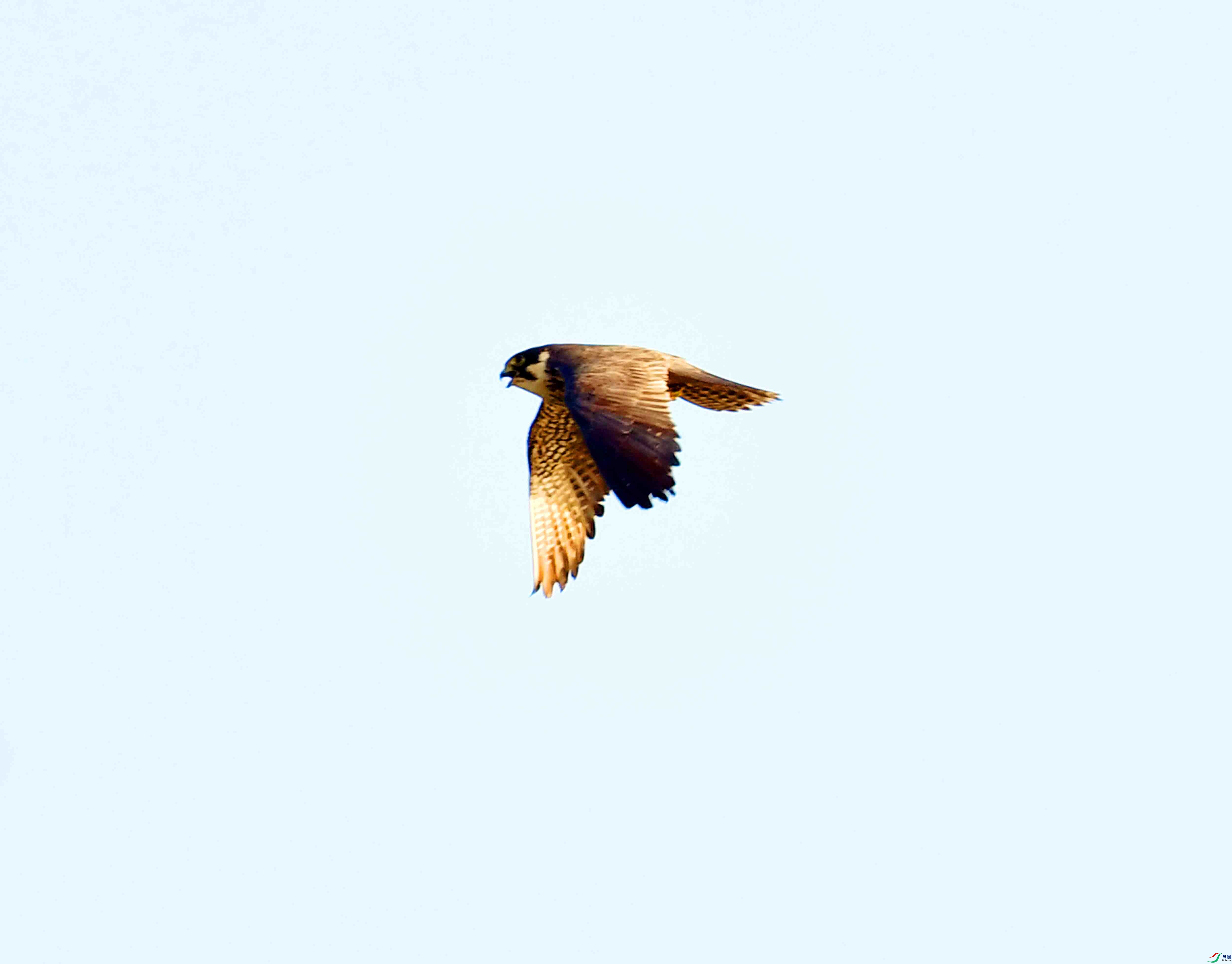 DSC_0232.JPG