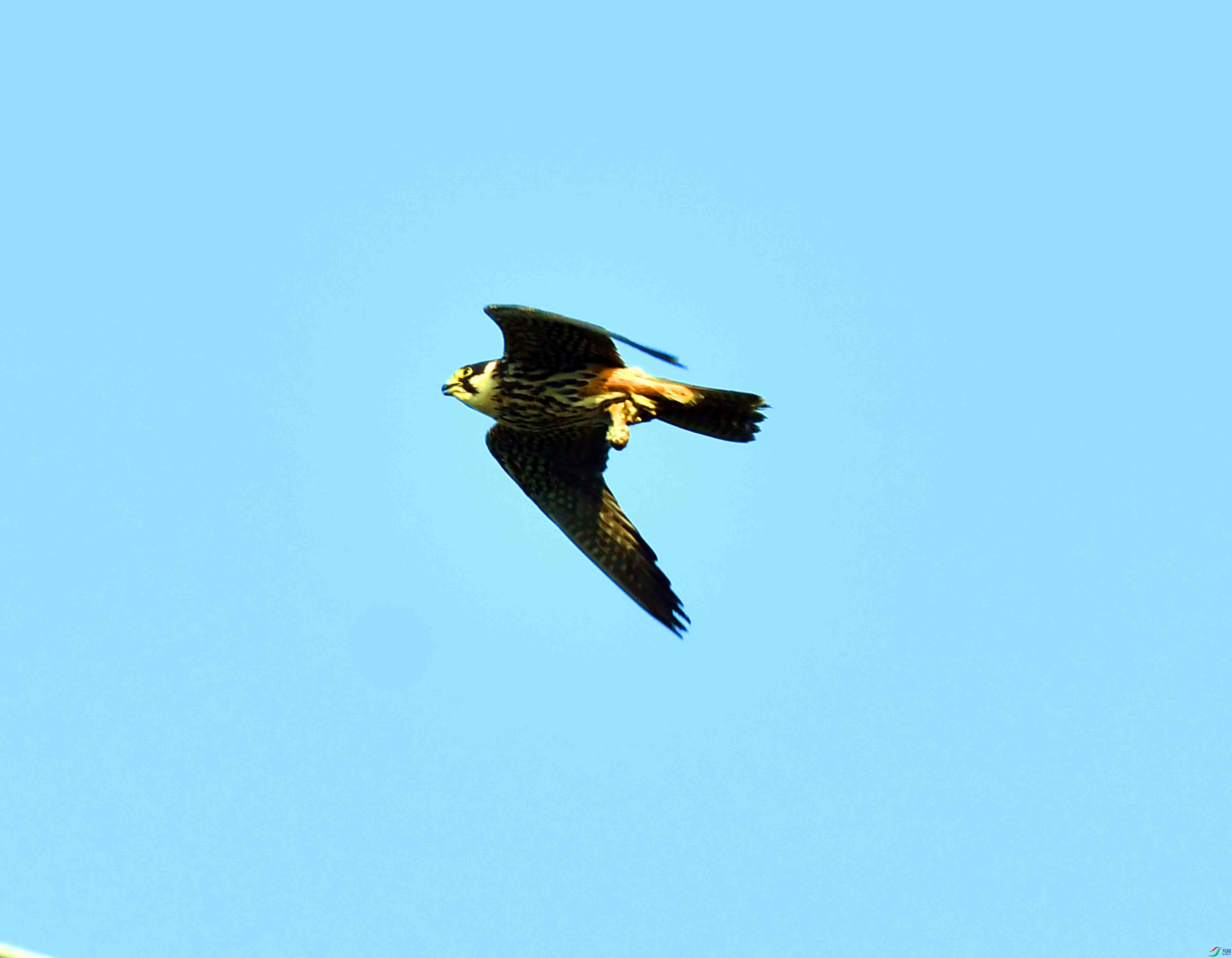 DSC_0248.JPG