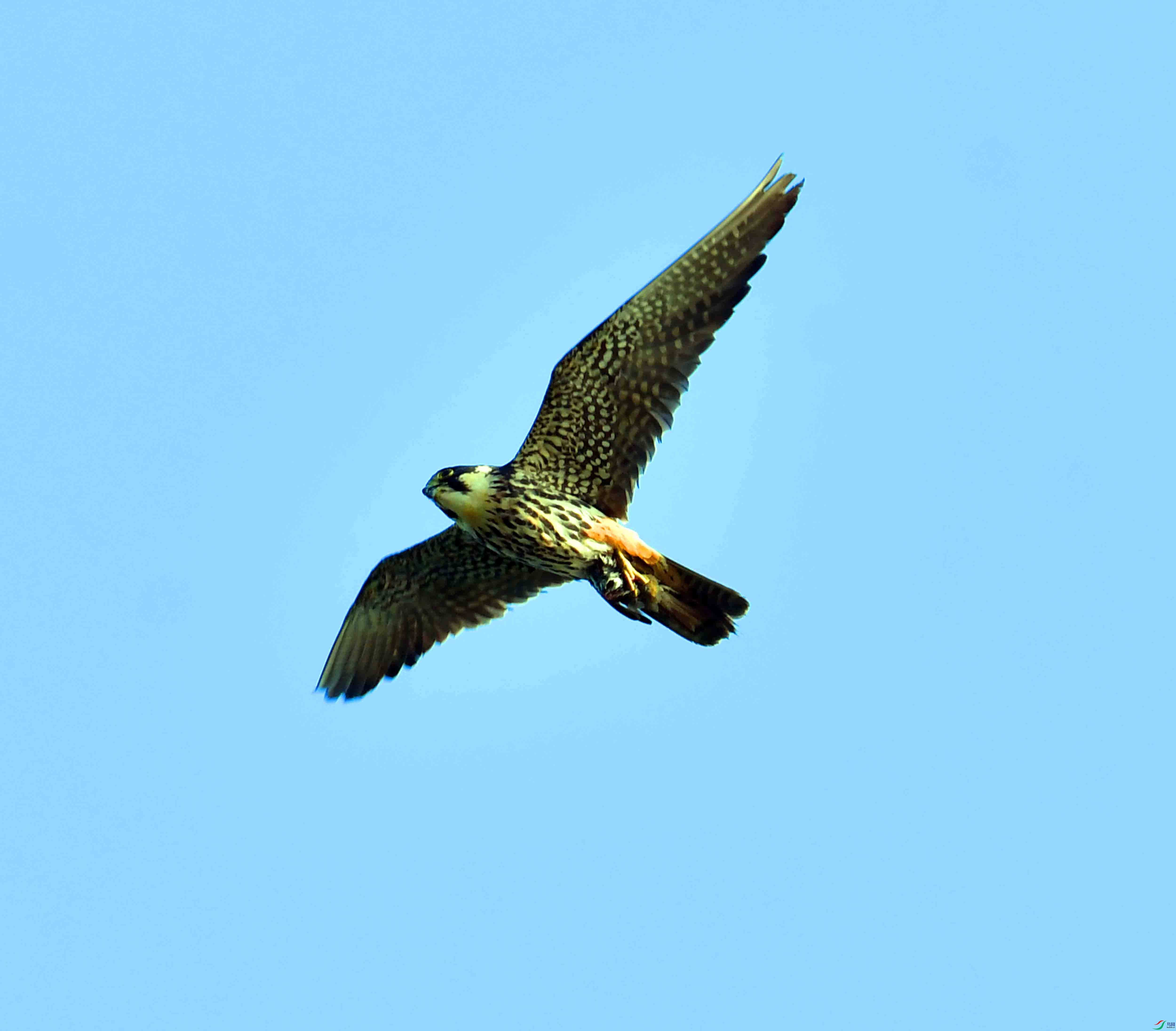 DSC_0295.JPG