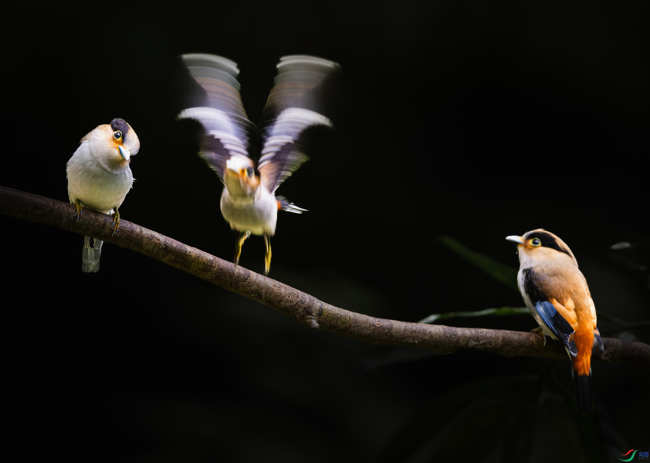 ����˿����----ȸԾ����˫�۷�