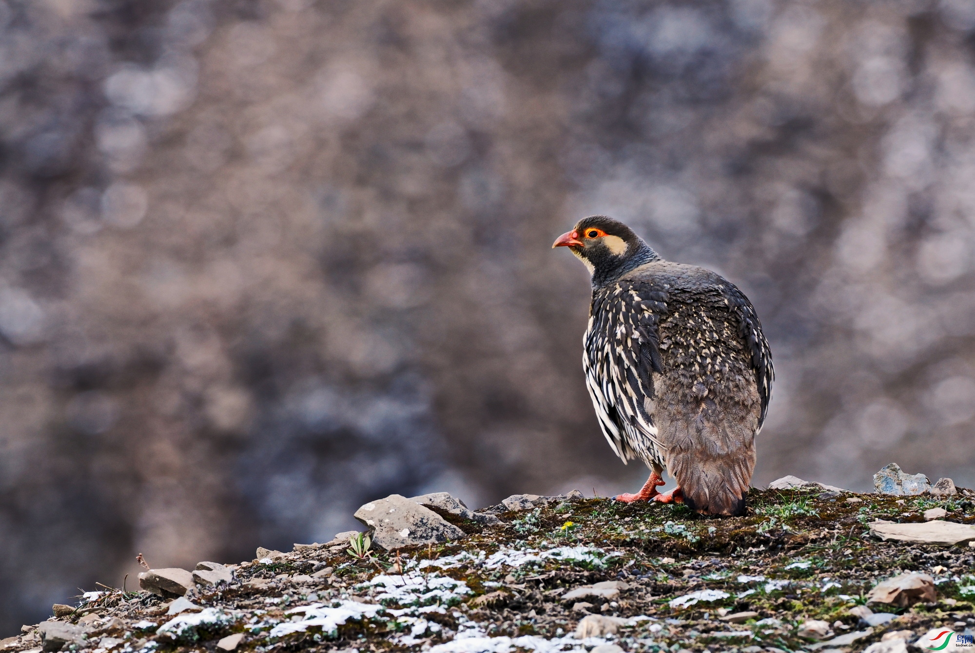 ��ѩ�� (3)-01.JPG