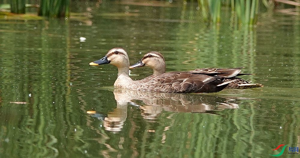 DSC07046_���� - ����.jpg