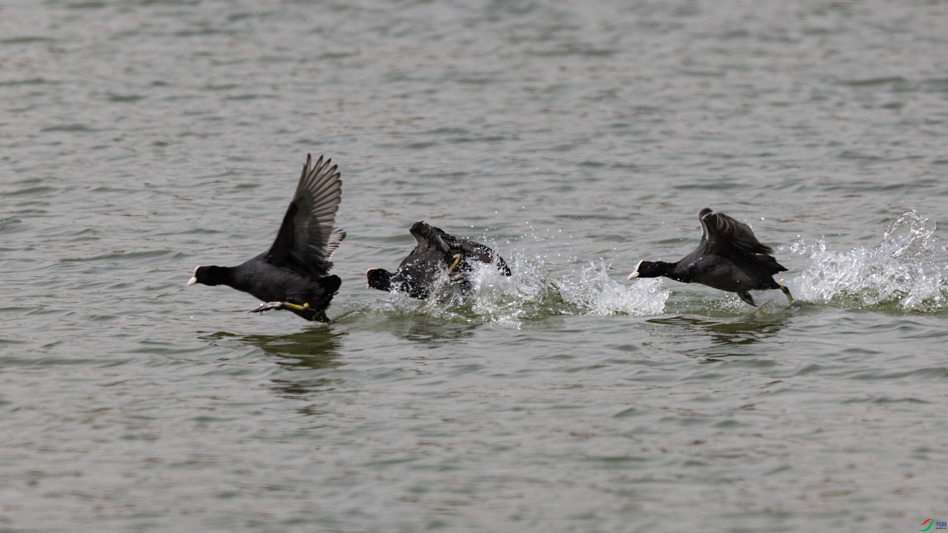 _O7A9640 ����444.jpg