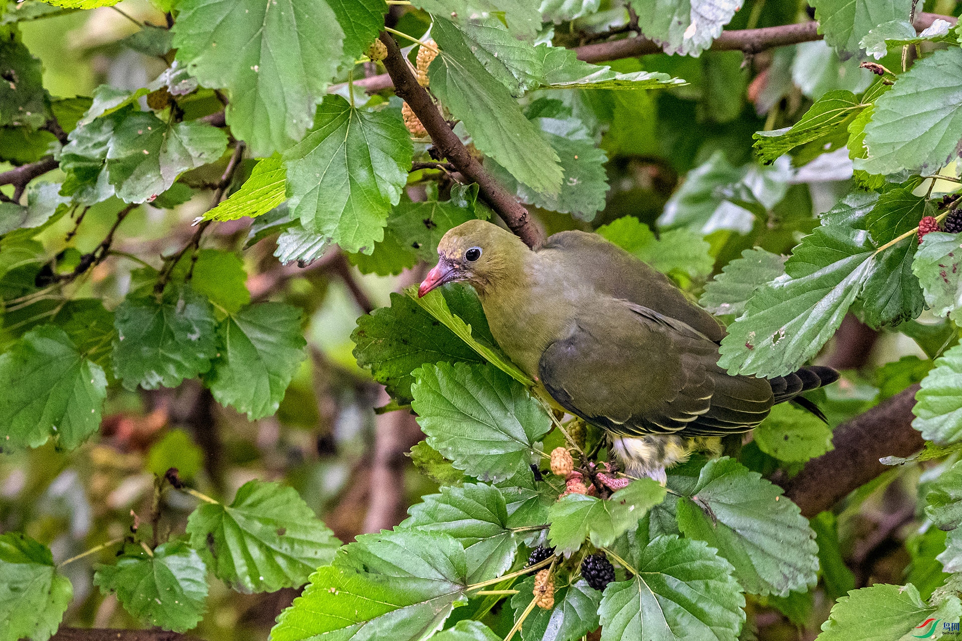 _AUU6948 Шβ���(25.7.8).jpg