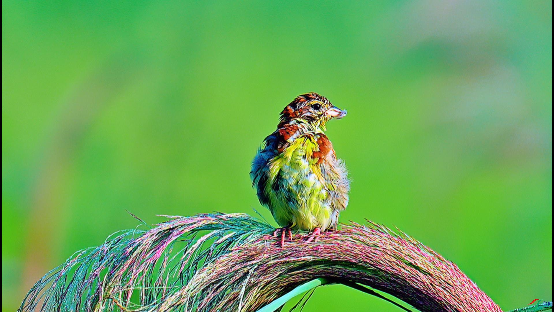 ���ȵĻƺ��c����