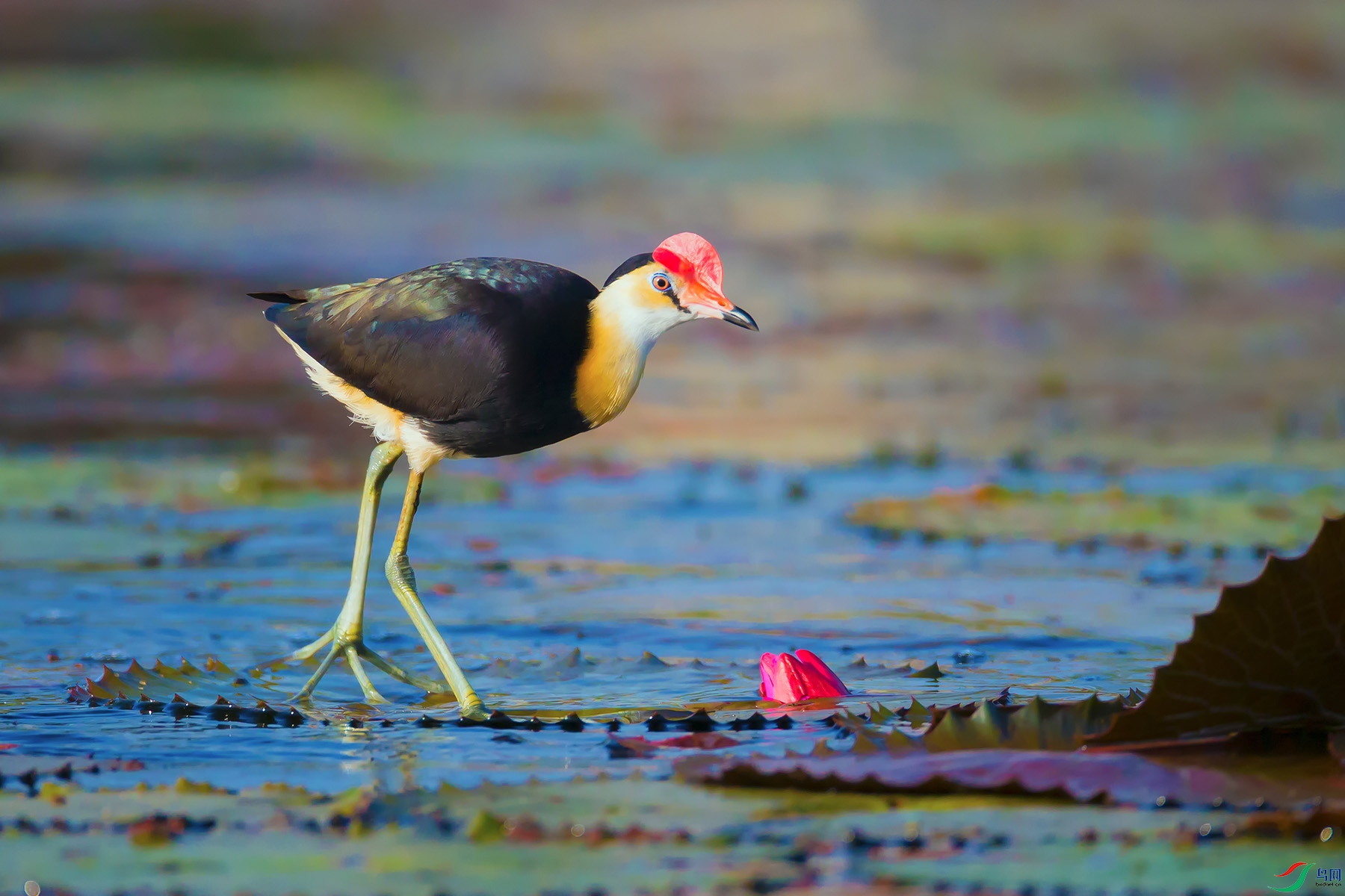 ��AI1P9065��Ϊ���ܶ���-1 ����.jpg