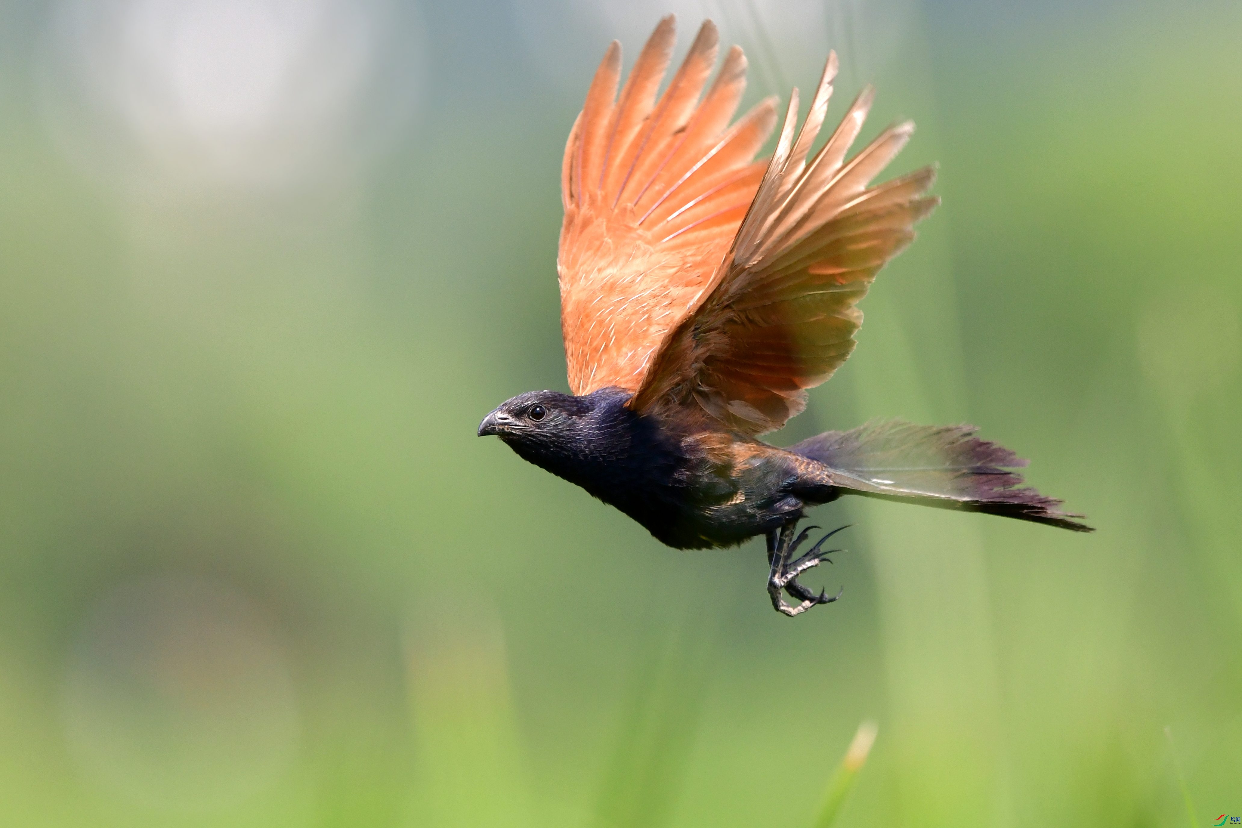DSC_7374_conew2.jpg