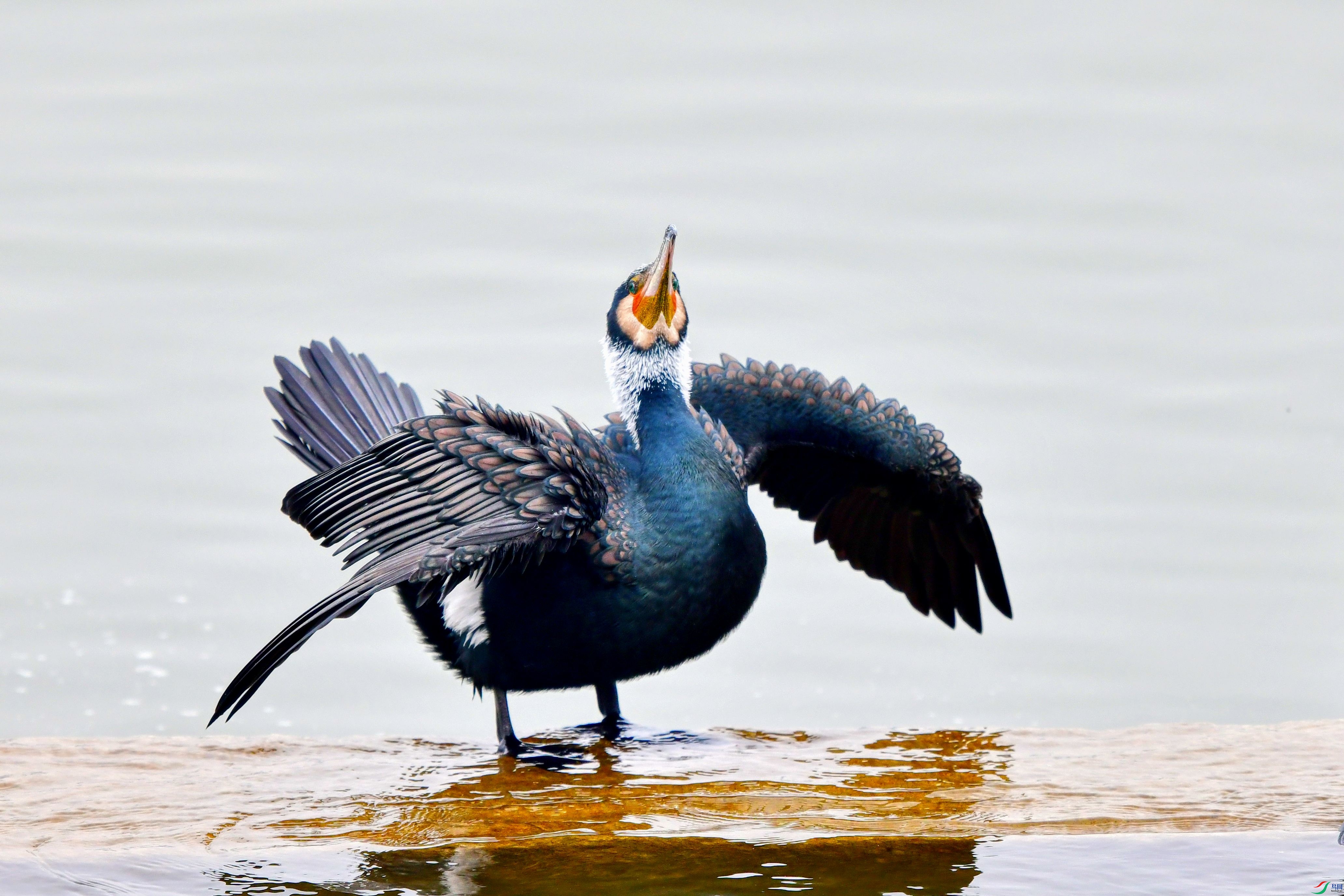 DSC_6930_conew2.jpg
