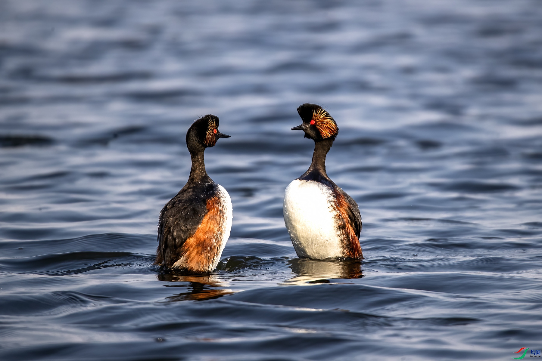 AW4I6009 ����.jpg