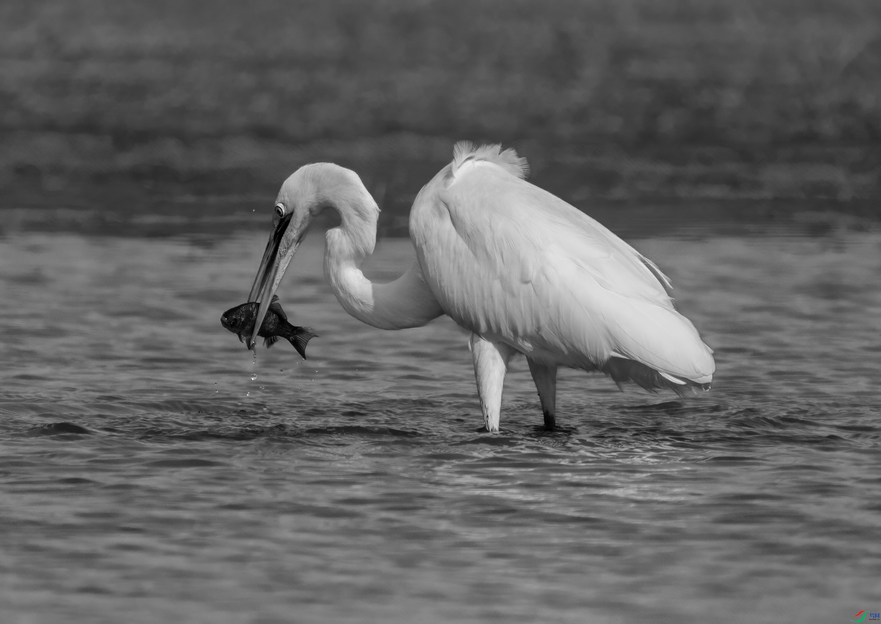 DSC00002 ����.jpg