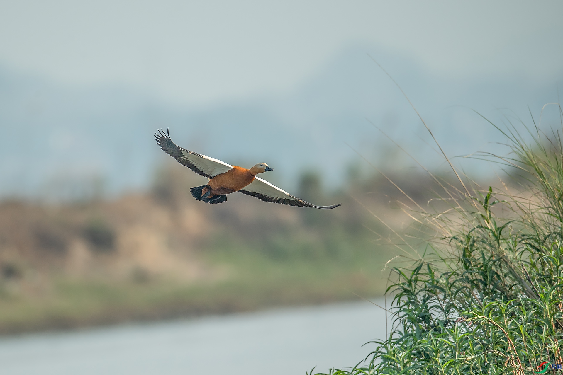 DSC_7042.jpg