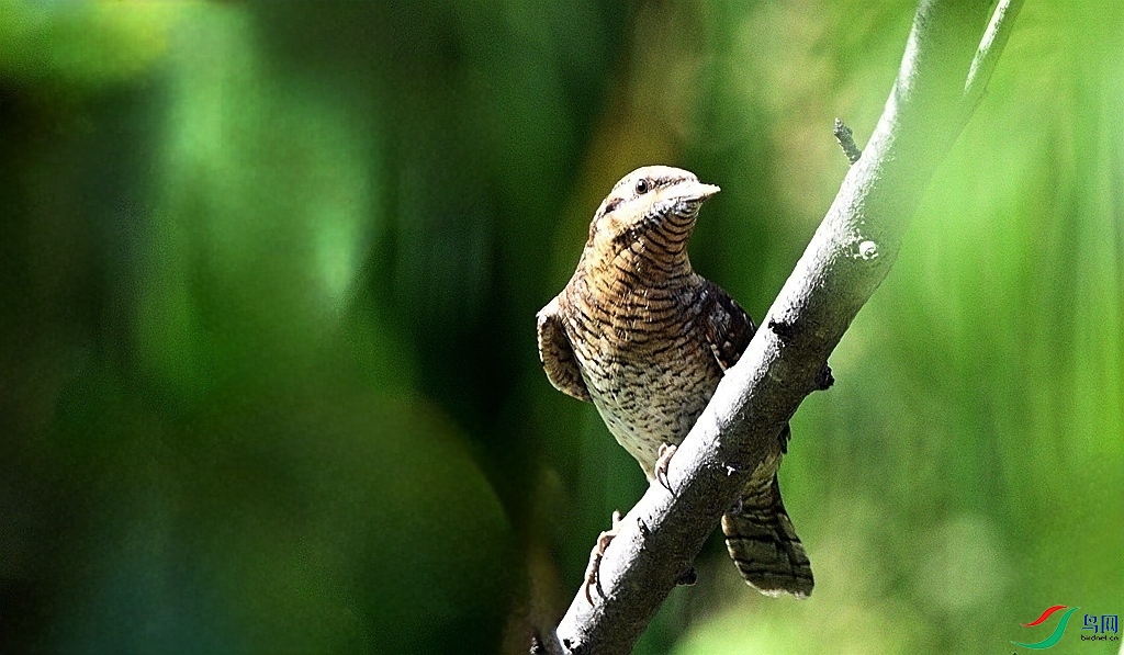 DSC_2621.JPG