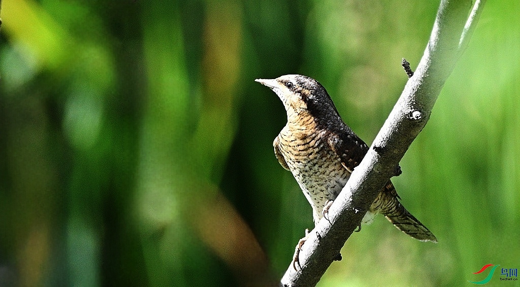 DSC_2629.JPG