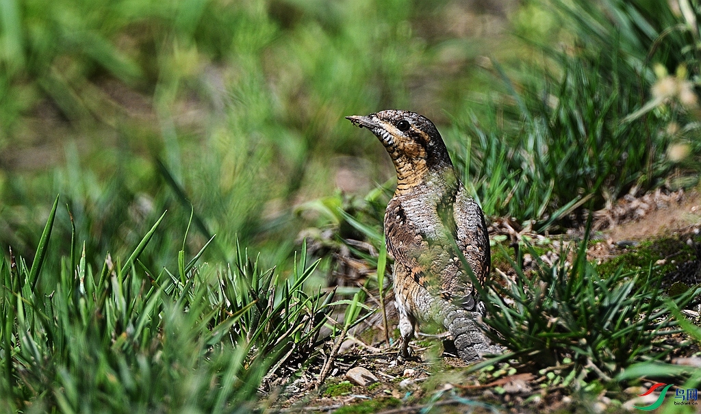 DSC_2702.JPG