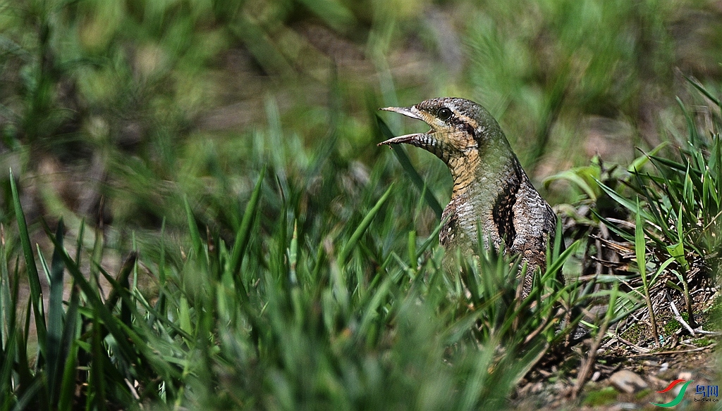 DSC_2774.JPG