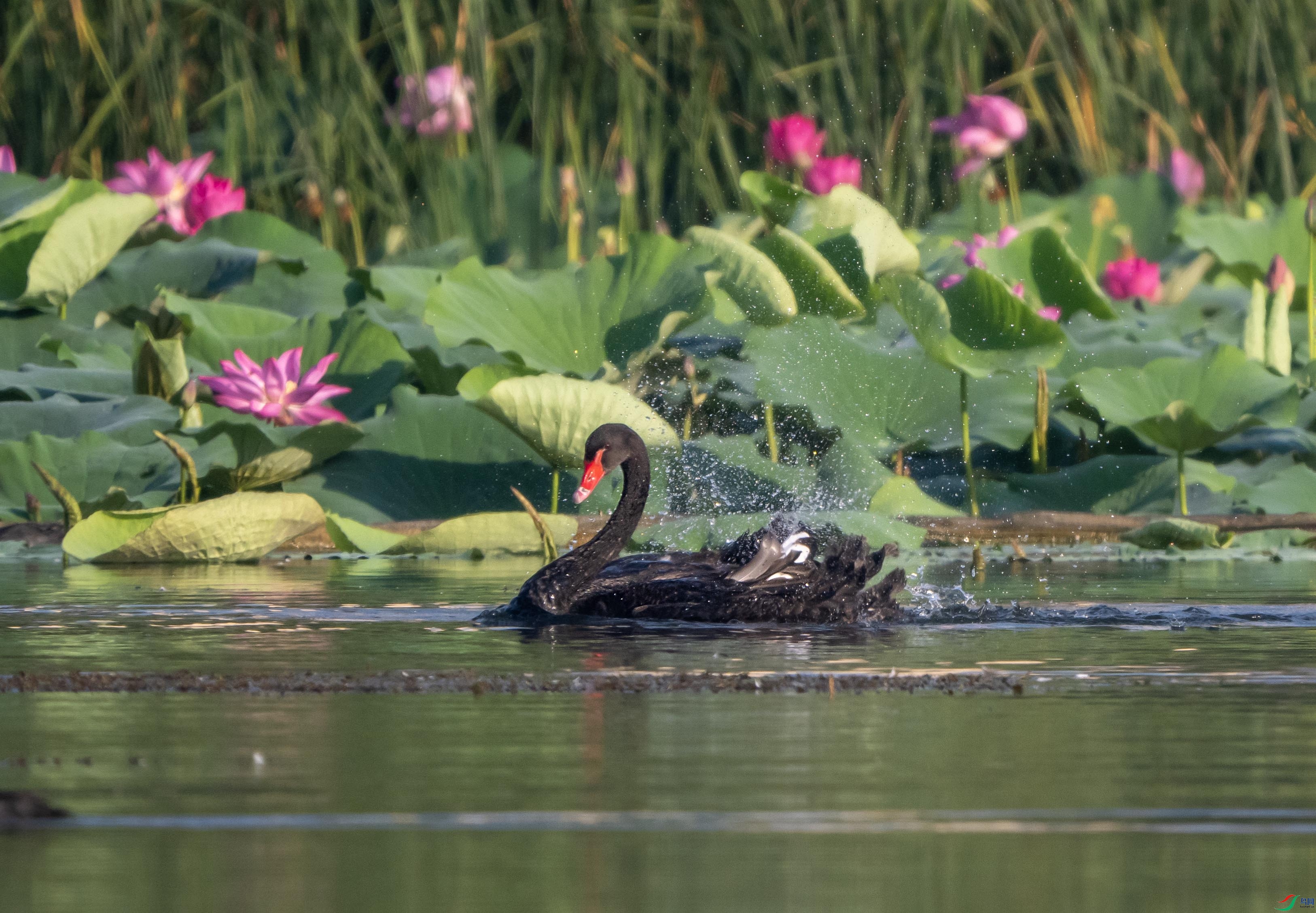 1-xtP9040211 ����.jpg