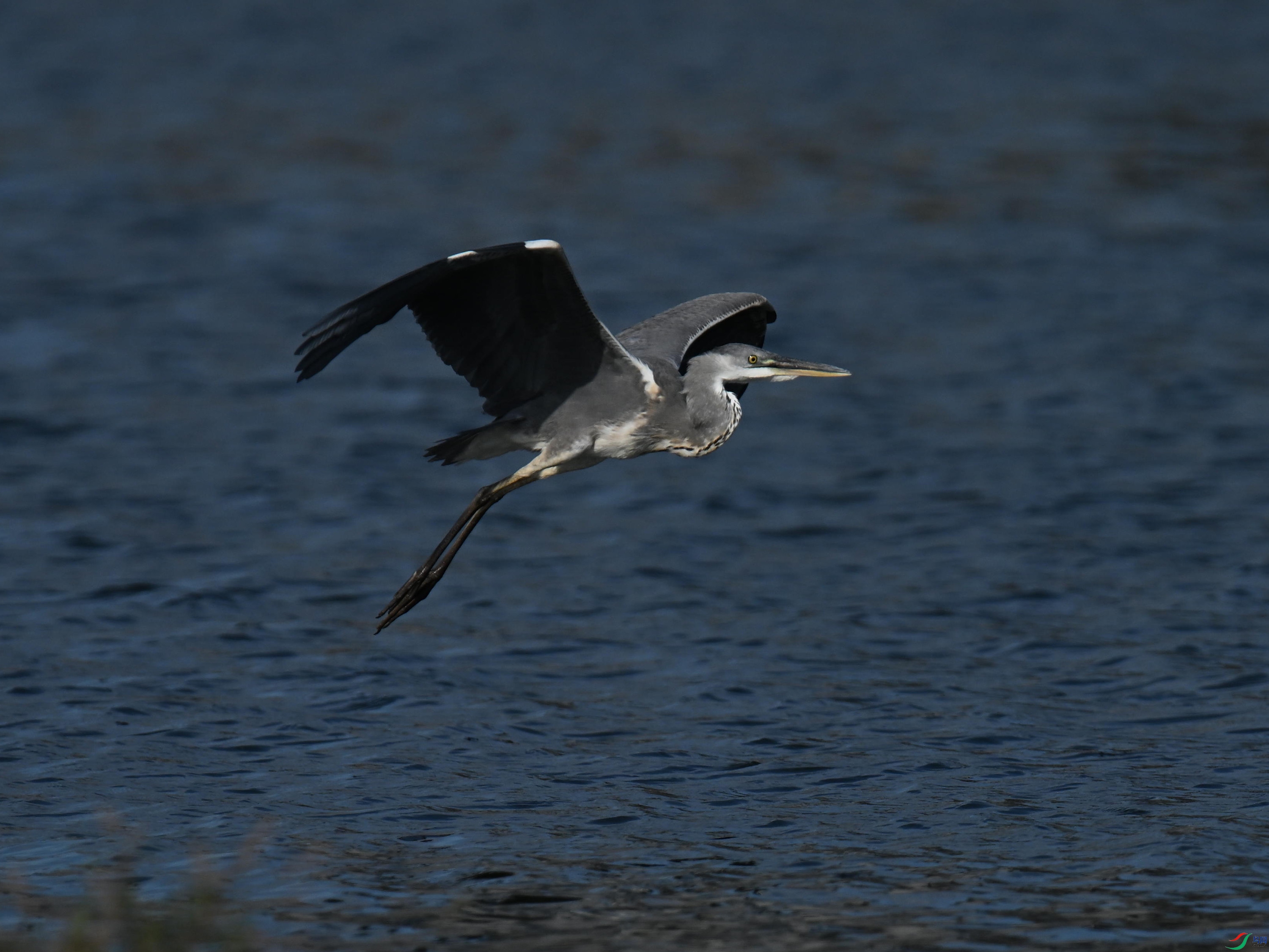 DSC_5971_����.jpg