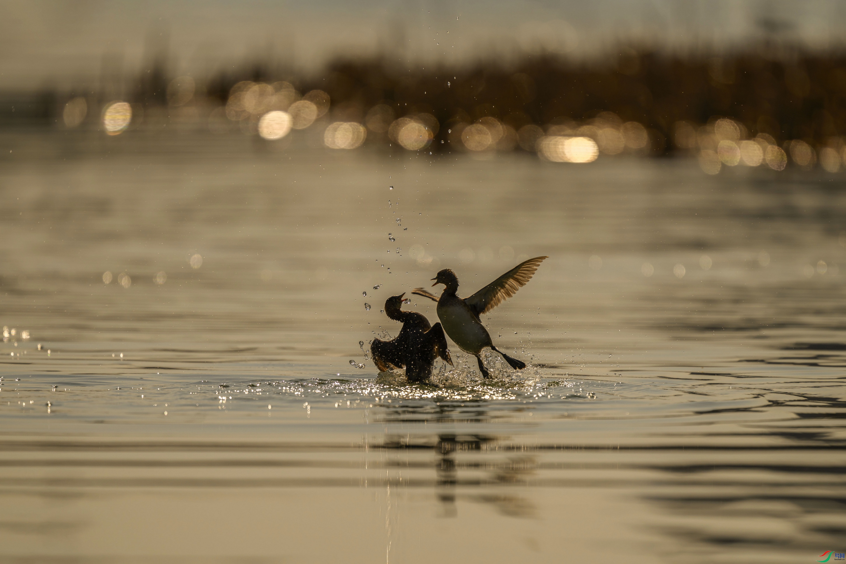 DSC_7154 ����F01.jpg