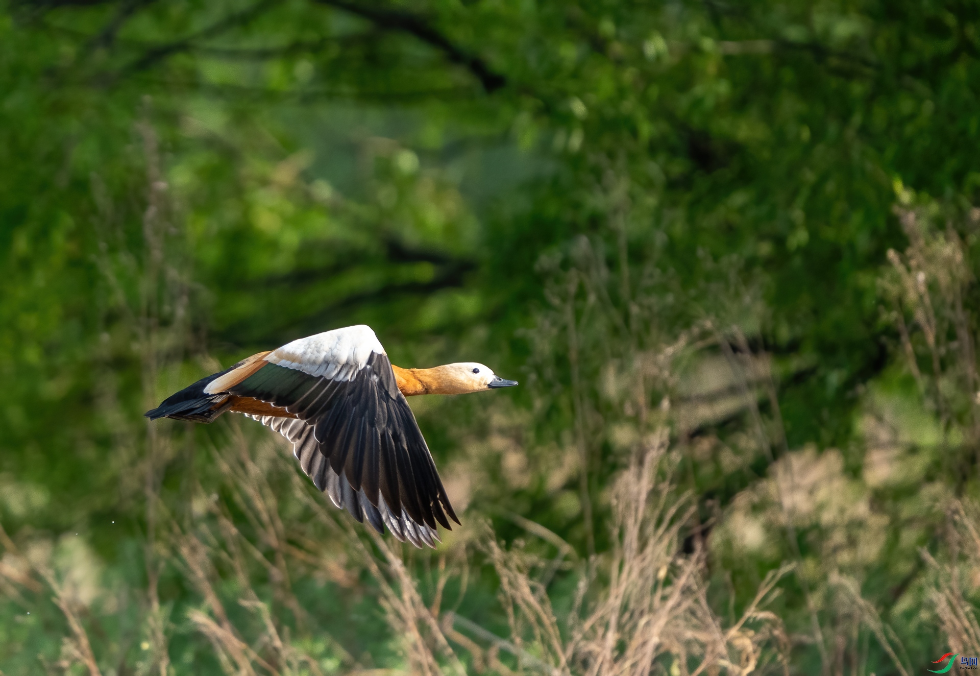 DSC_0486.jpg