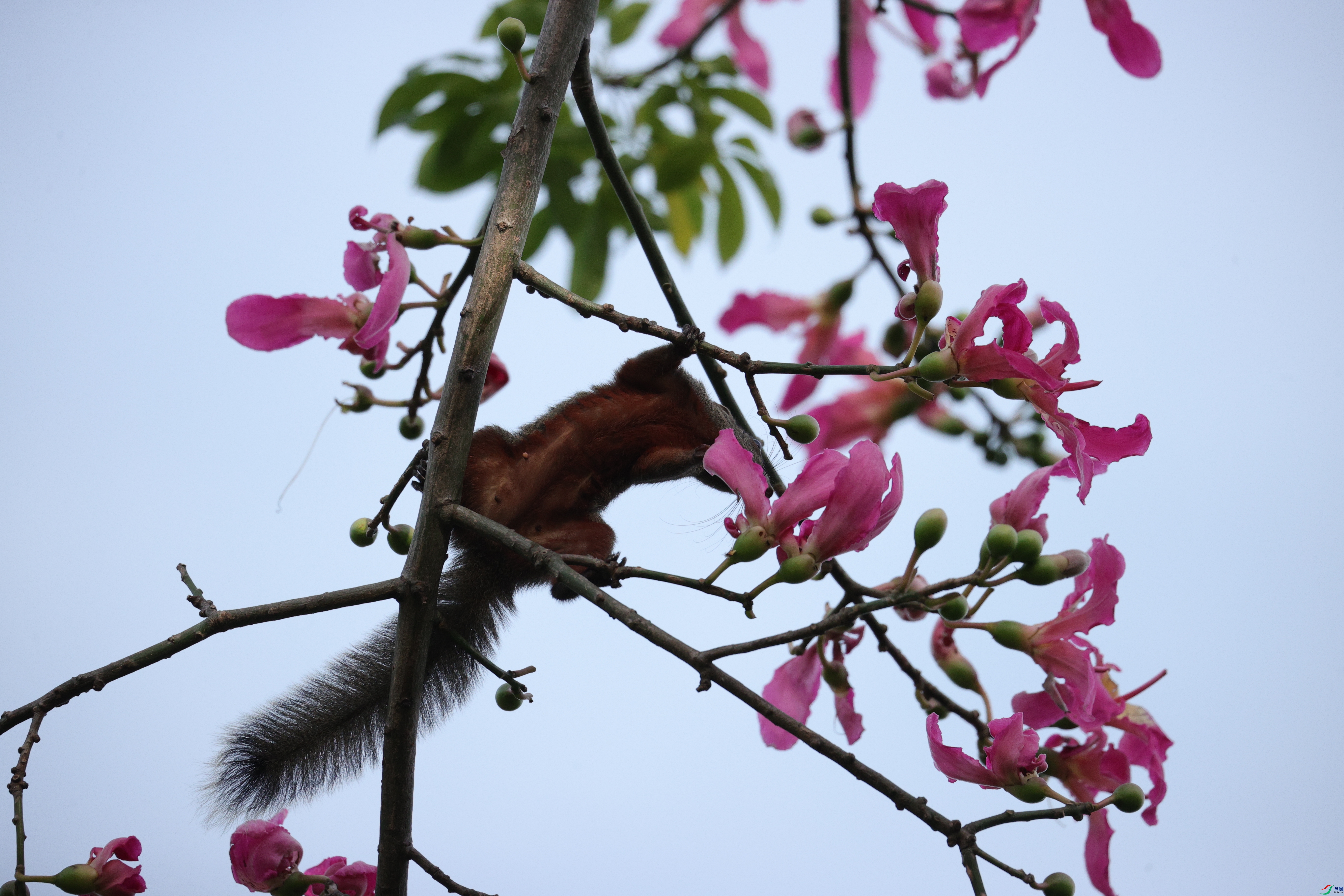 4513��ש����