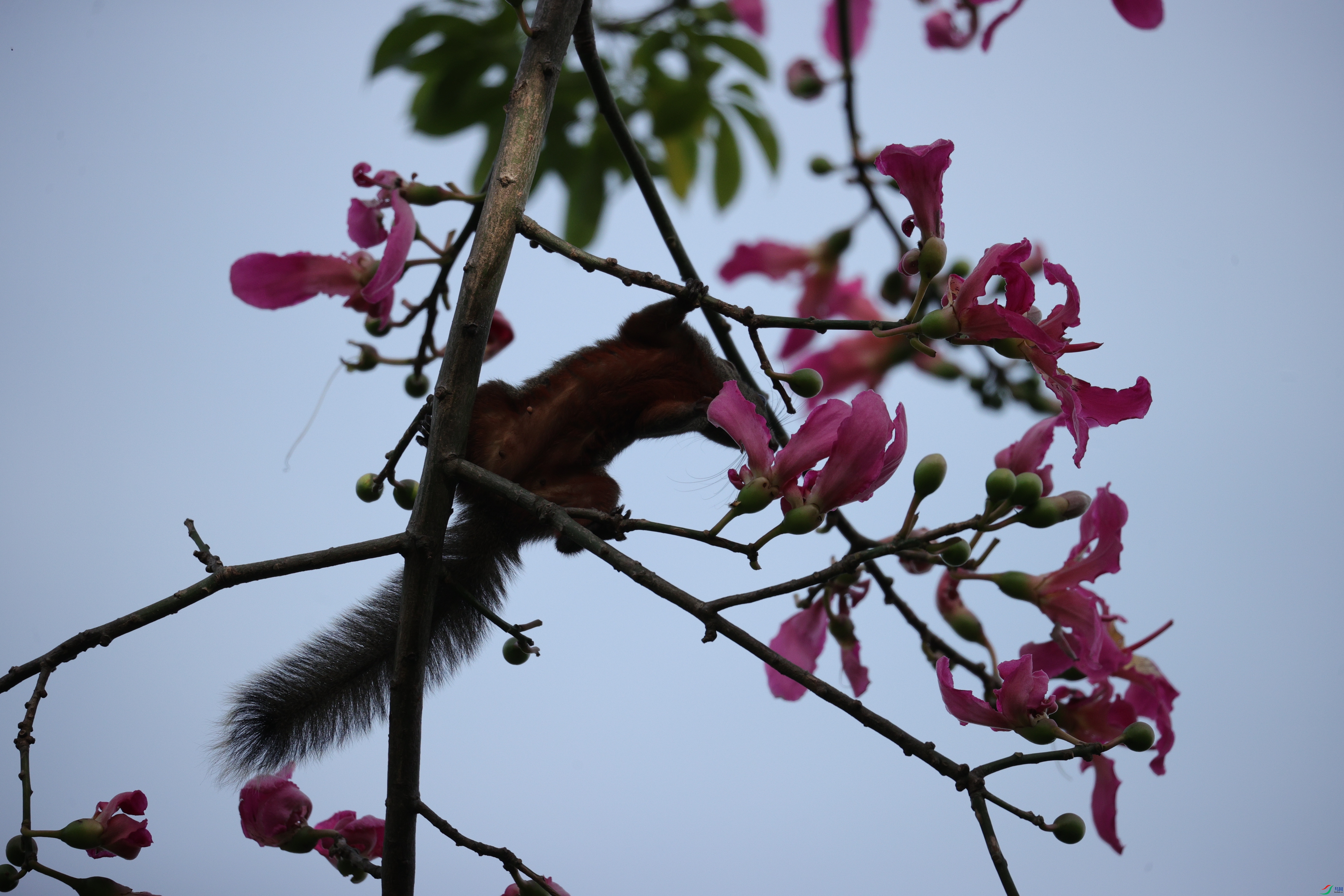 4517��ש����